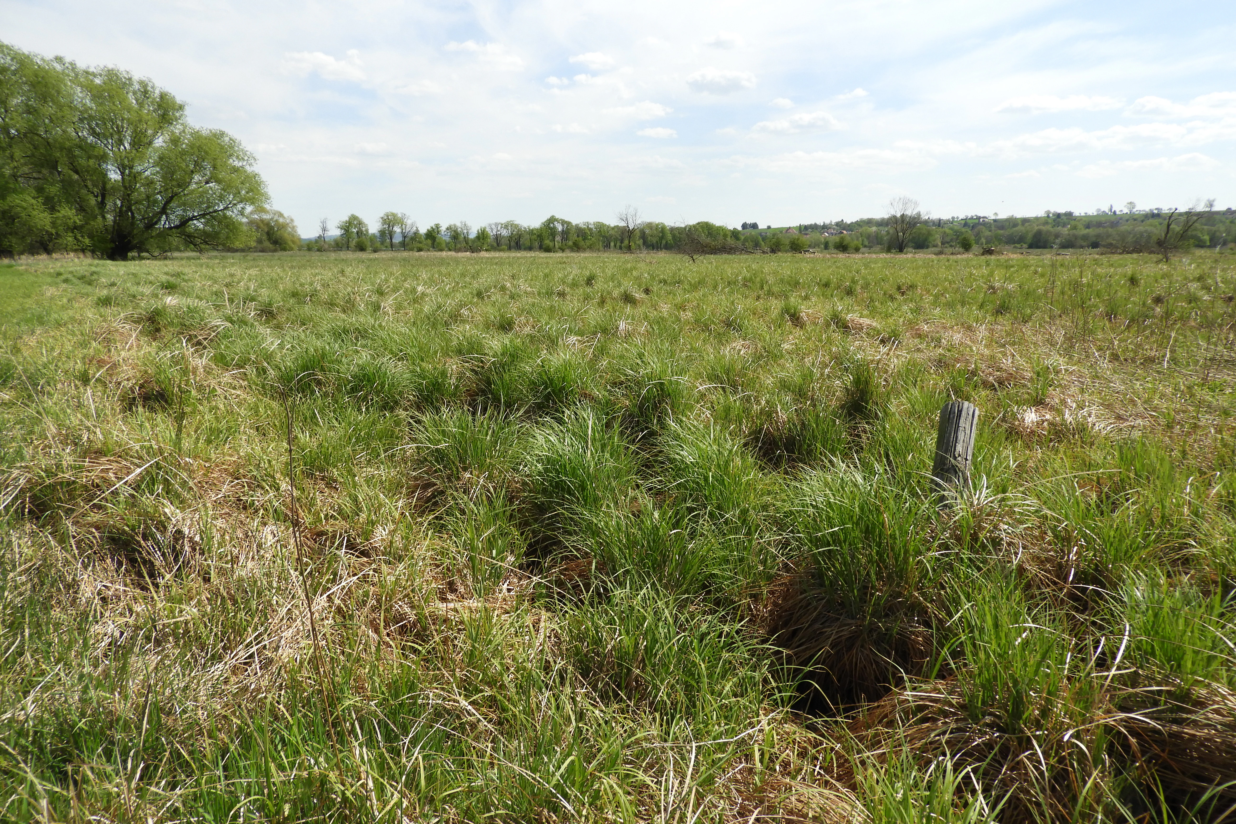 A wide view of a green, grassy field with scattered small clumps of vegetation under a bright sky, with a line of trees visible in the distance.