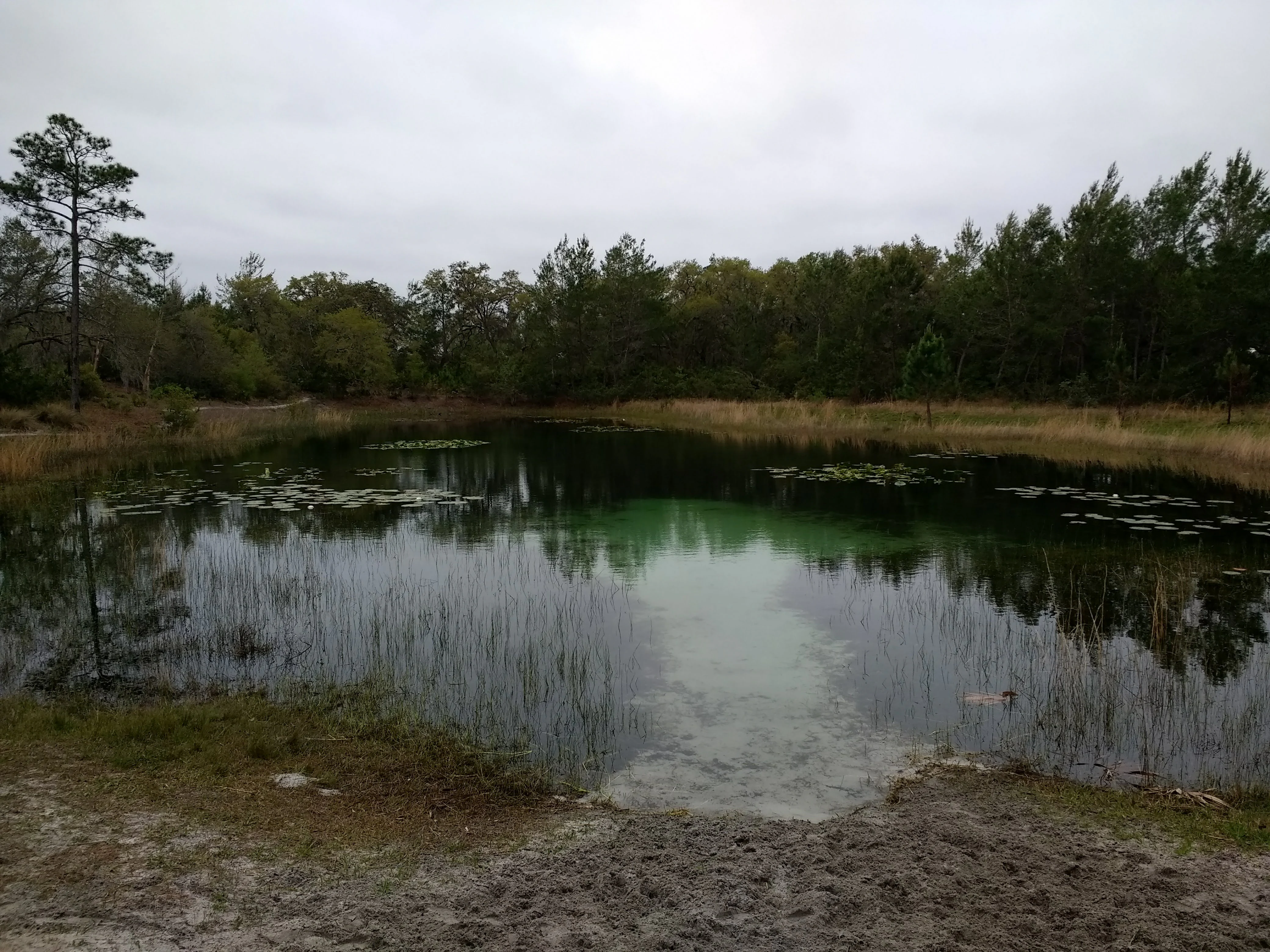 A small, clear pond surrounded by forest and tall grasses under an overcast sky.