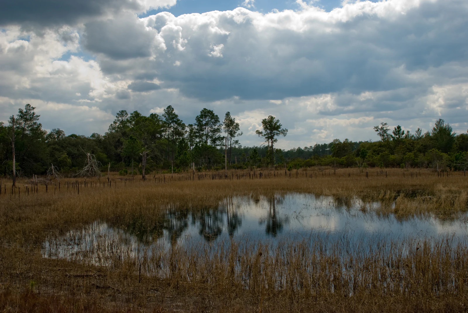 A pool of water sits in the center of a grassy wetland under a cloudy sky, with pine trees in the background.