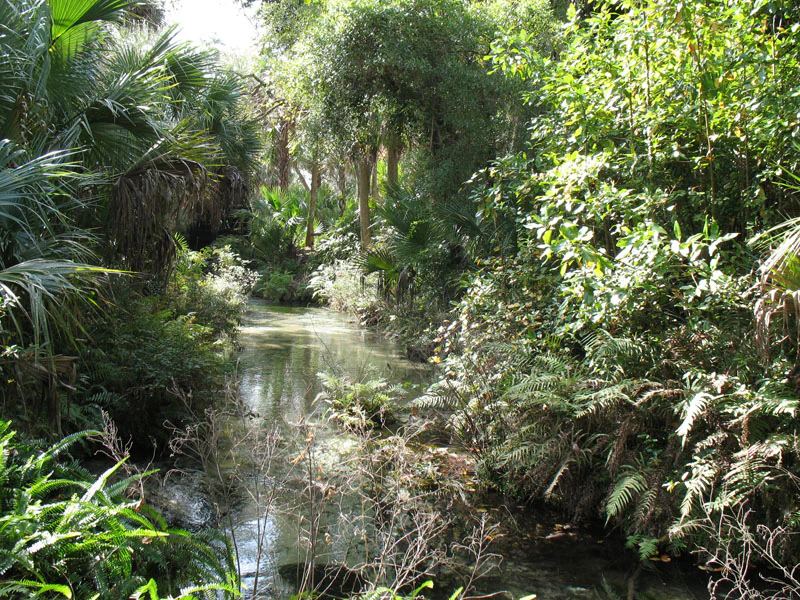 A narrow, clear stream flowing through a dense, lush green forest with palmetto plants and ferns along the banks.
