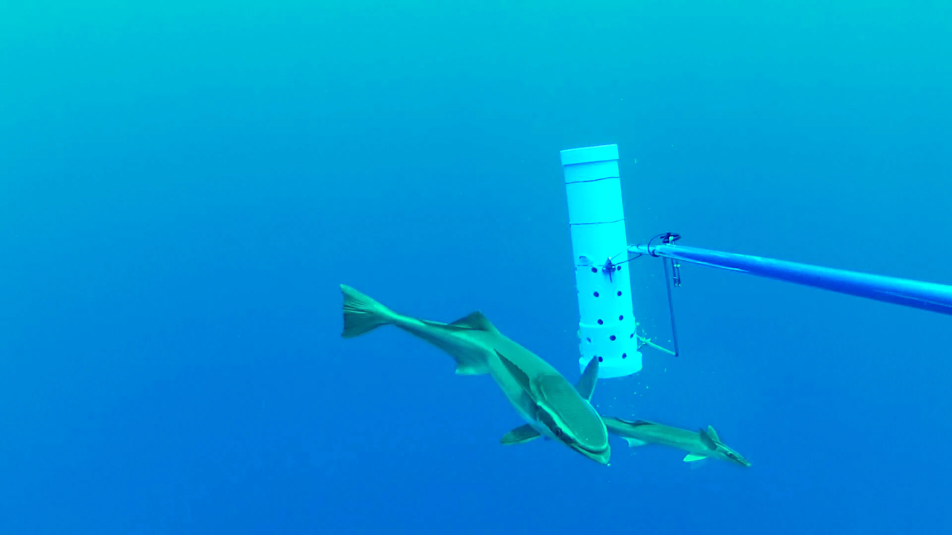 Two slender sharksuckers swimming underwater near a white cylindrical research device mounted on a pole.