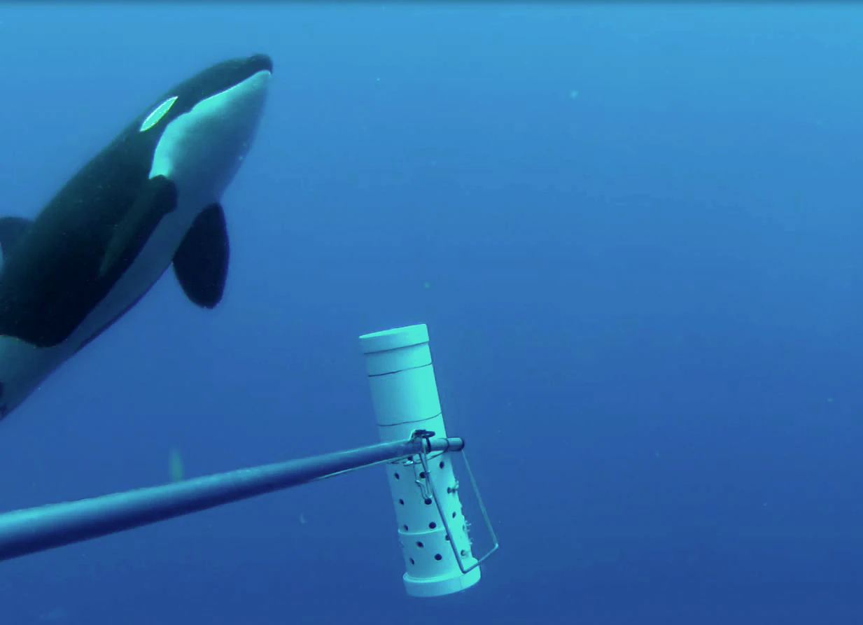 An orca swims through deep blue water next to a submerged scientific sampling device on a pole.