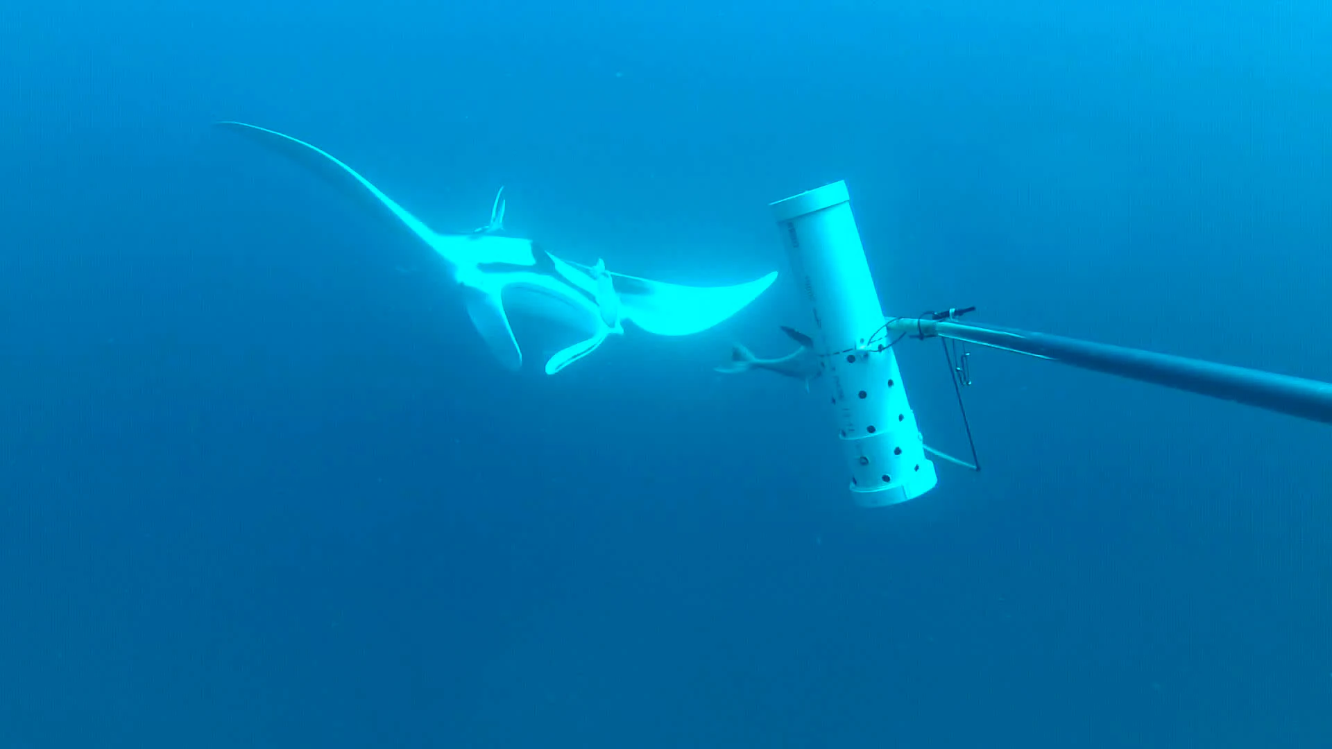 A giant manta ray swims in deep blue water near a white cylindrical research instrument attached to a pole.