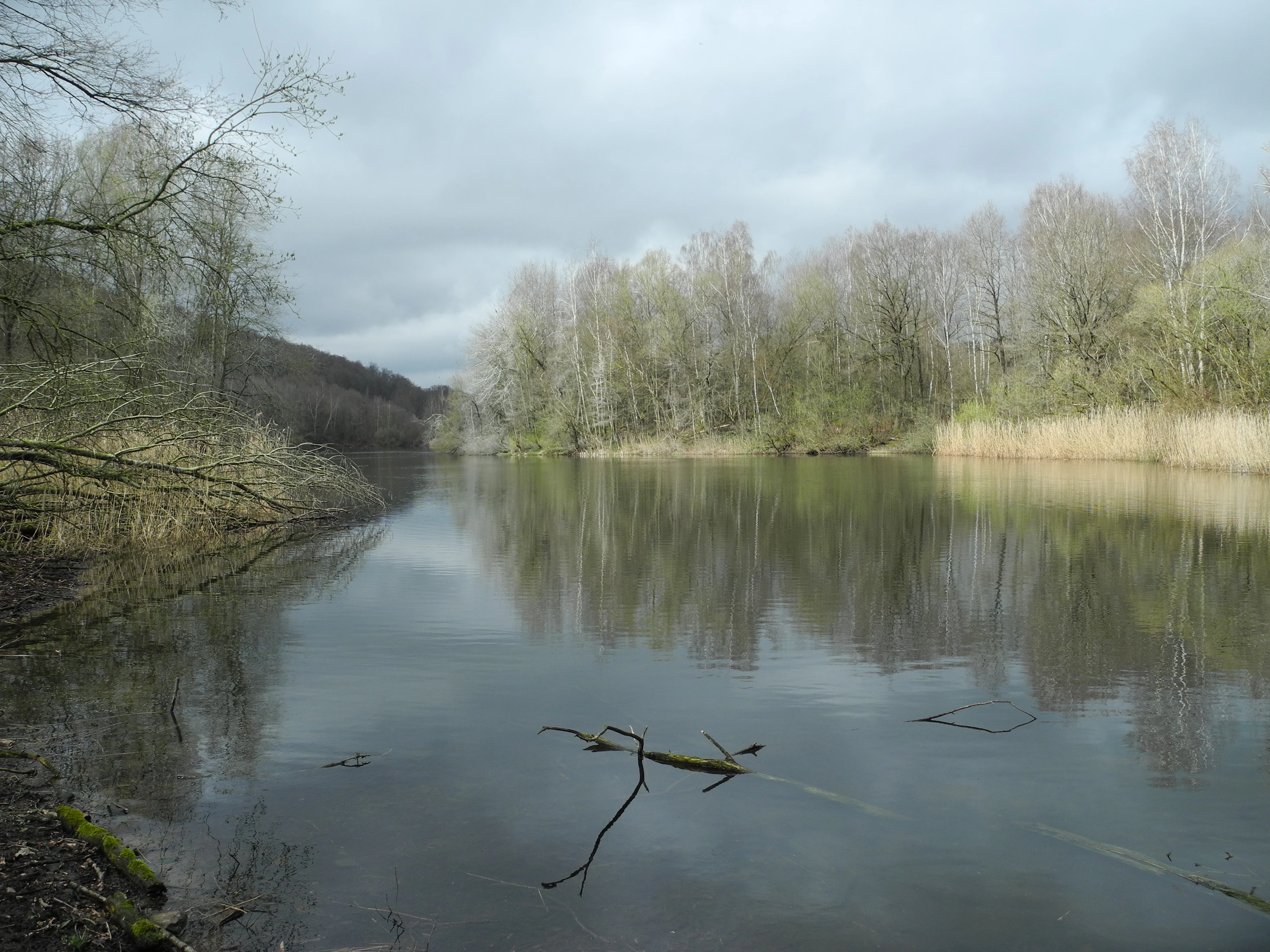 A wide shot of a tranquil, still pond in the Ochsenhof nature reserve, framed by bare trees and reeds under an overcast sky.