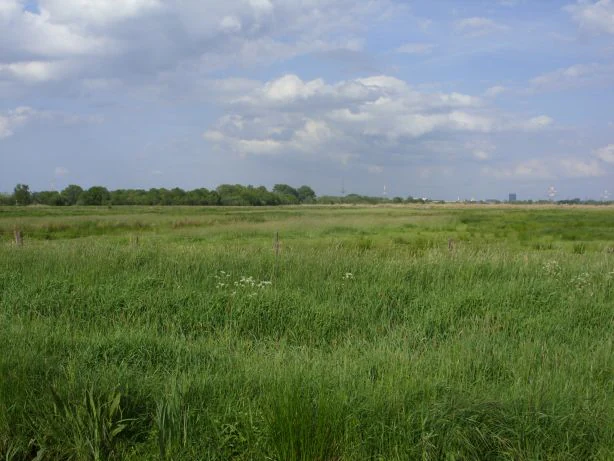 Una vasta extensión plana de pradera verde y humedal bajo un cielo azul con nubes blancas dispersas, con una línea de árboles distante en el horizonte.
