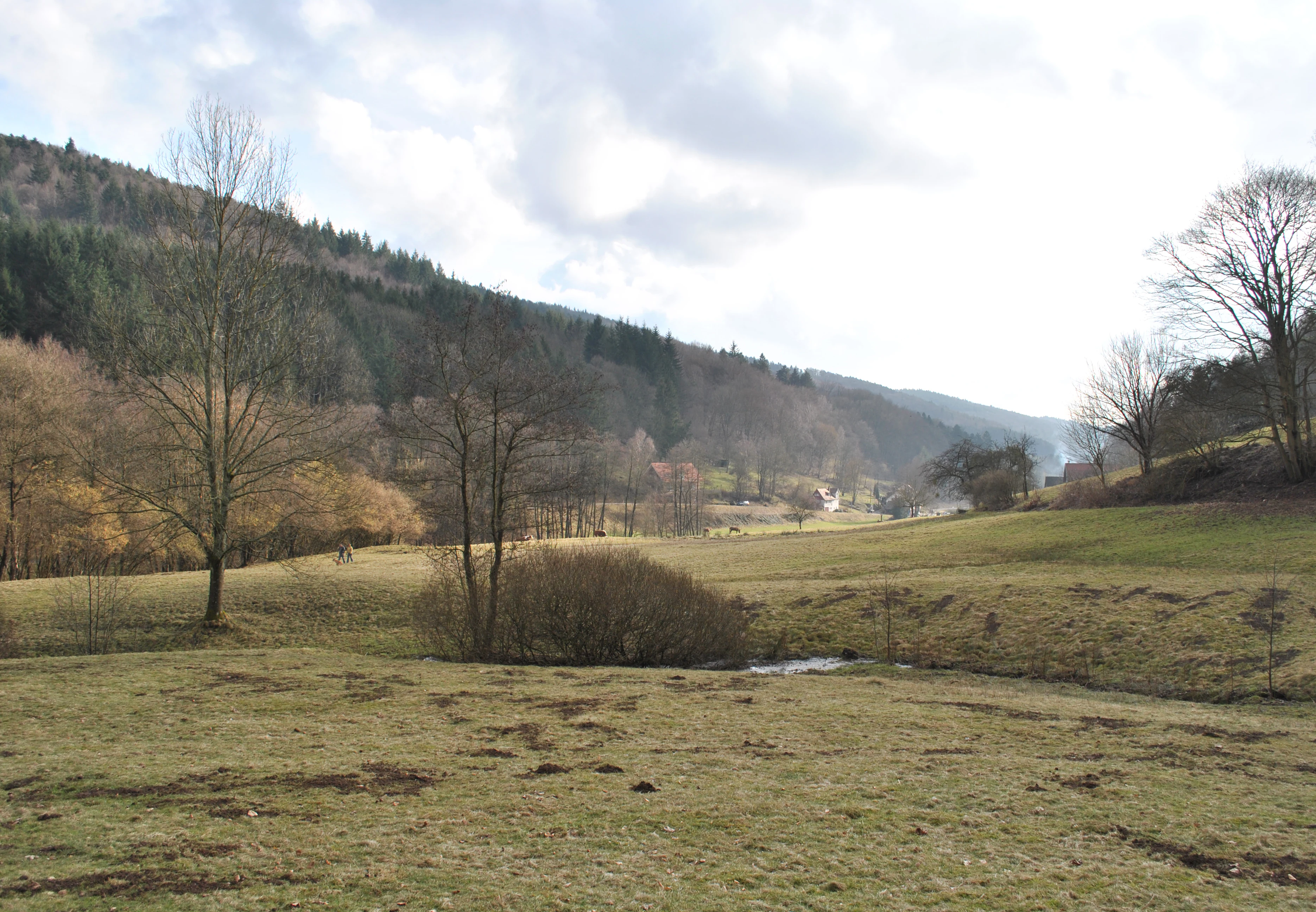 A wide, slightly hazy view of a valley with grassy meadows in the foreground, sparse trees, and a forested hillside rising in the background.