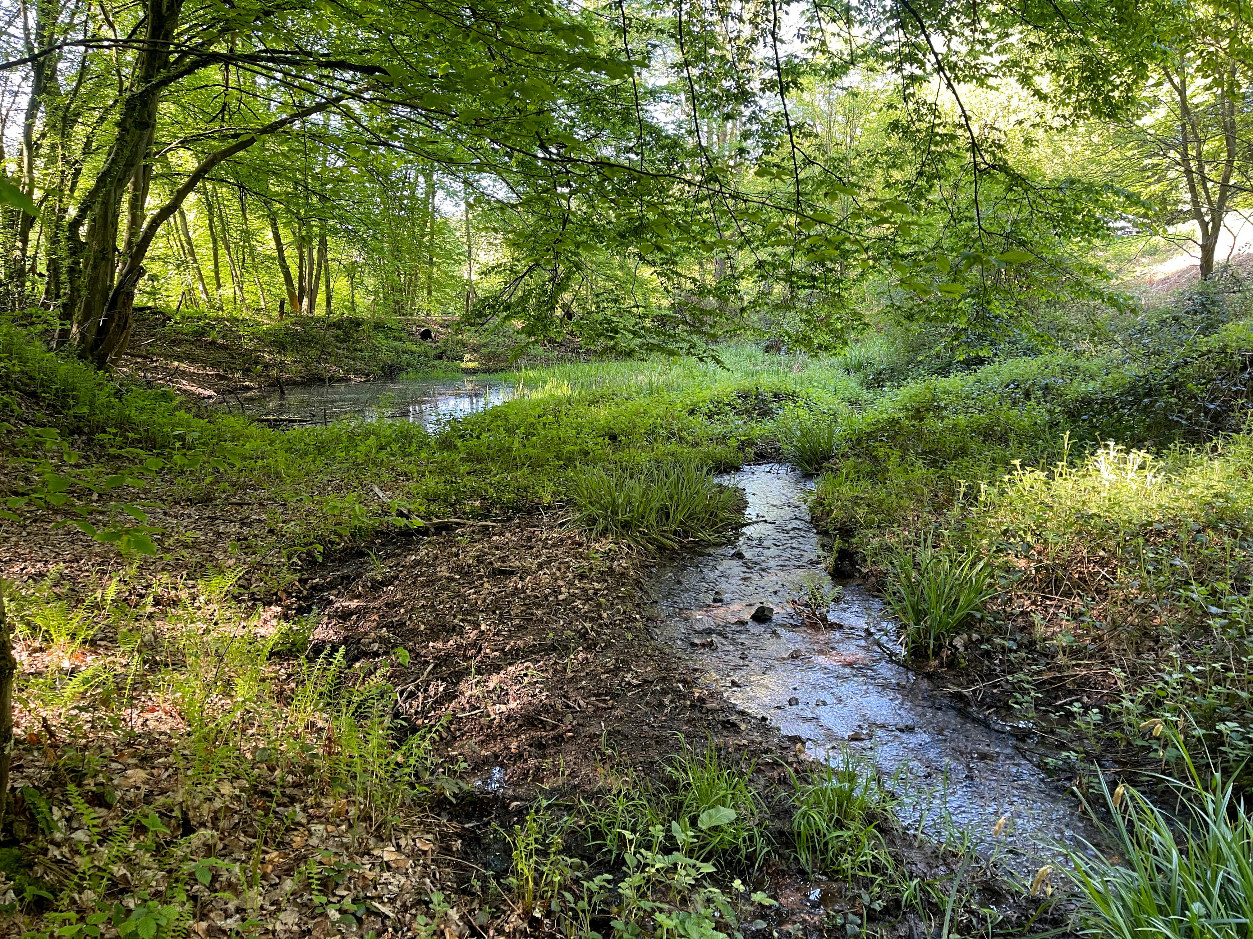 A small, shallow stream flows through a lush, green forest into a small pond, surrounded by vegetation and deciduous trees.