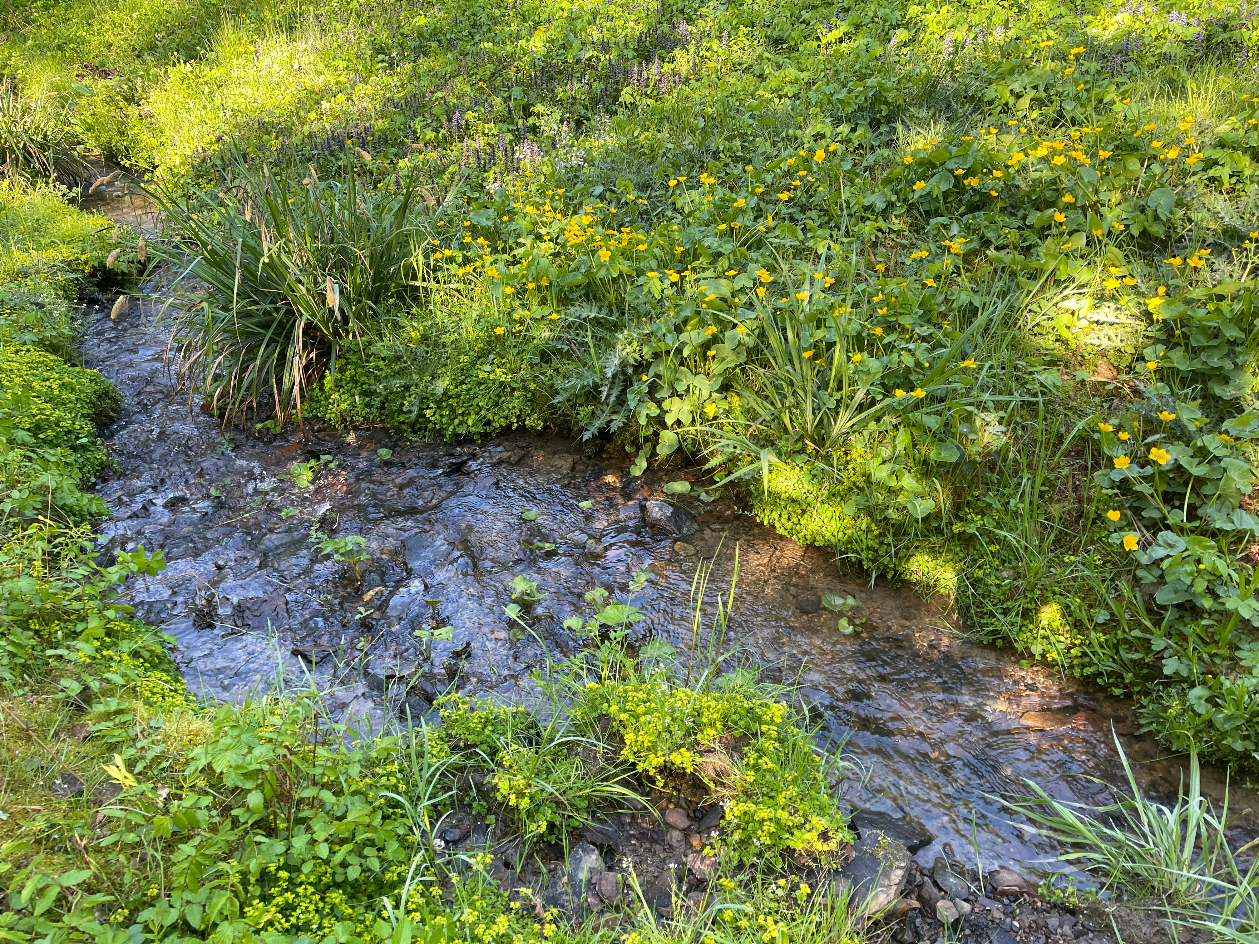 A small rocky stream flows through a grassy, green valley with vibrant yellow marsh marigolds and diverse vegetation on its banks.