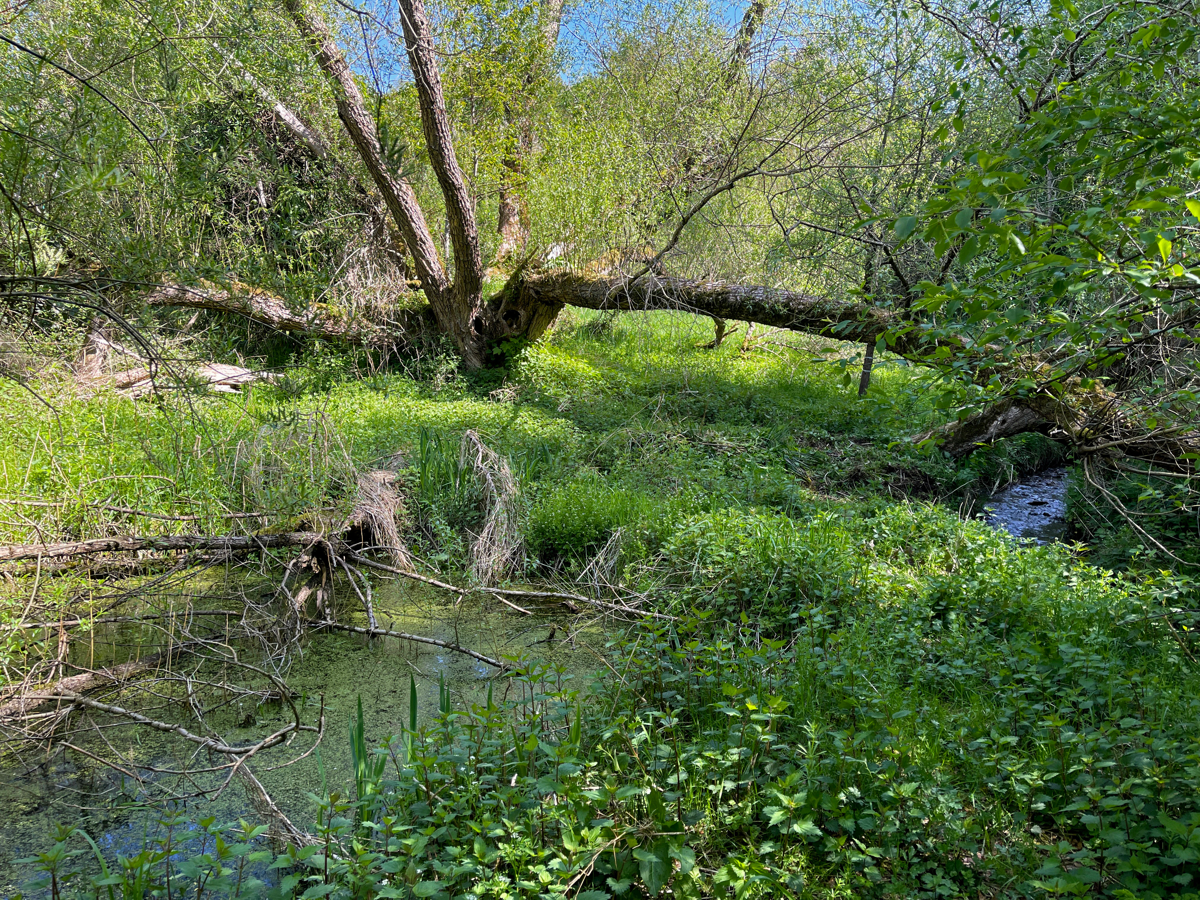 A large fallen willow tree stretches horizontally across a small, green-tinted pond surrounded by dense vegetation and riparian forest.