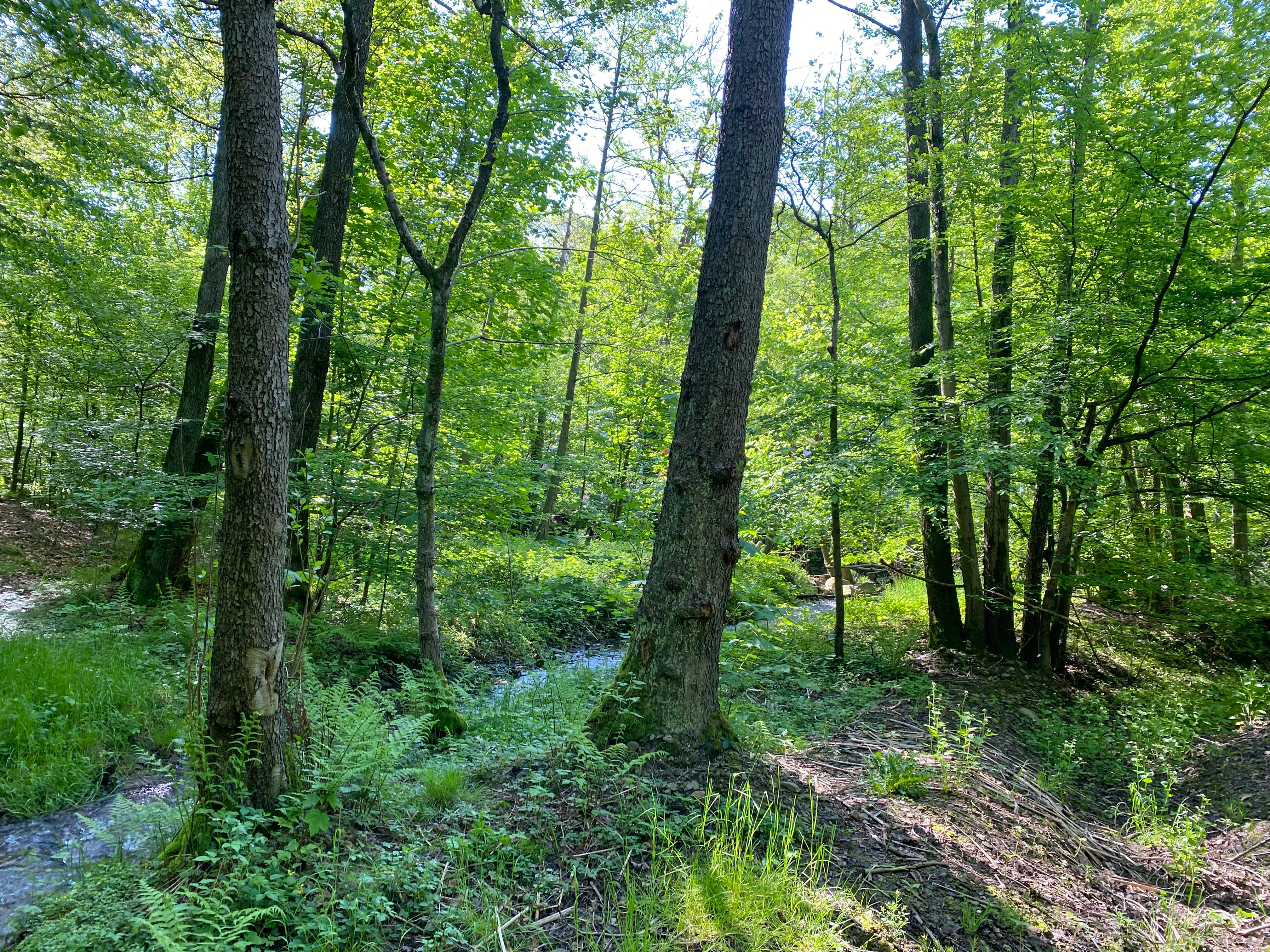 A small, clear stream flows through a dense, green deciduous forest under bright daylight, with mature tree trunks in the foreground.