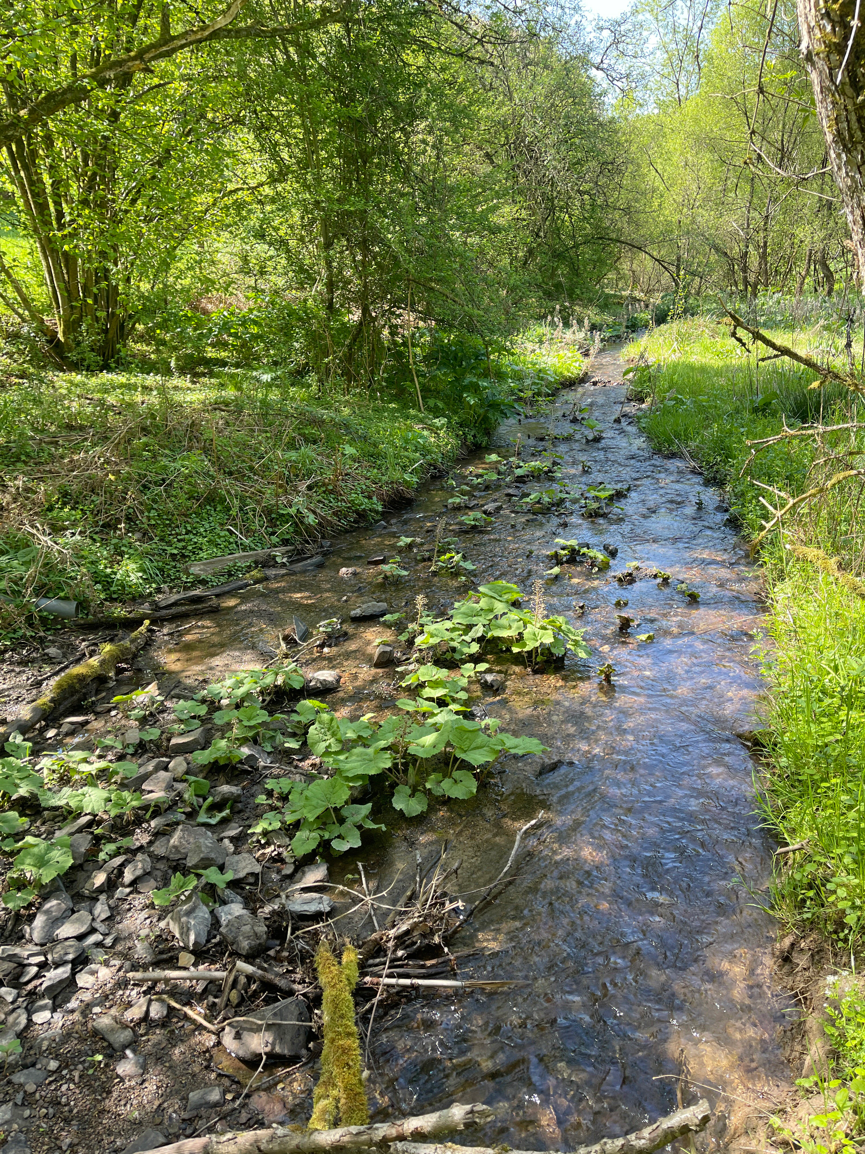 A small shallow stream with a rocky bed flowing through a lush green wooded area, with butterbur plants visible in the water.