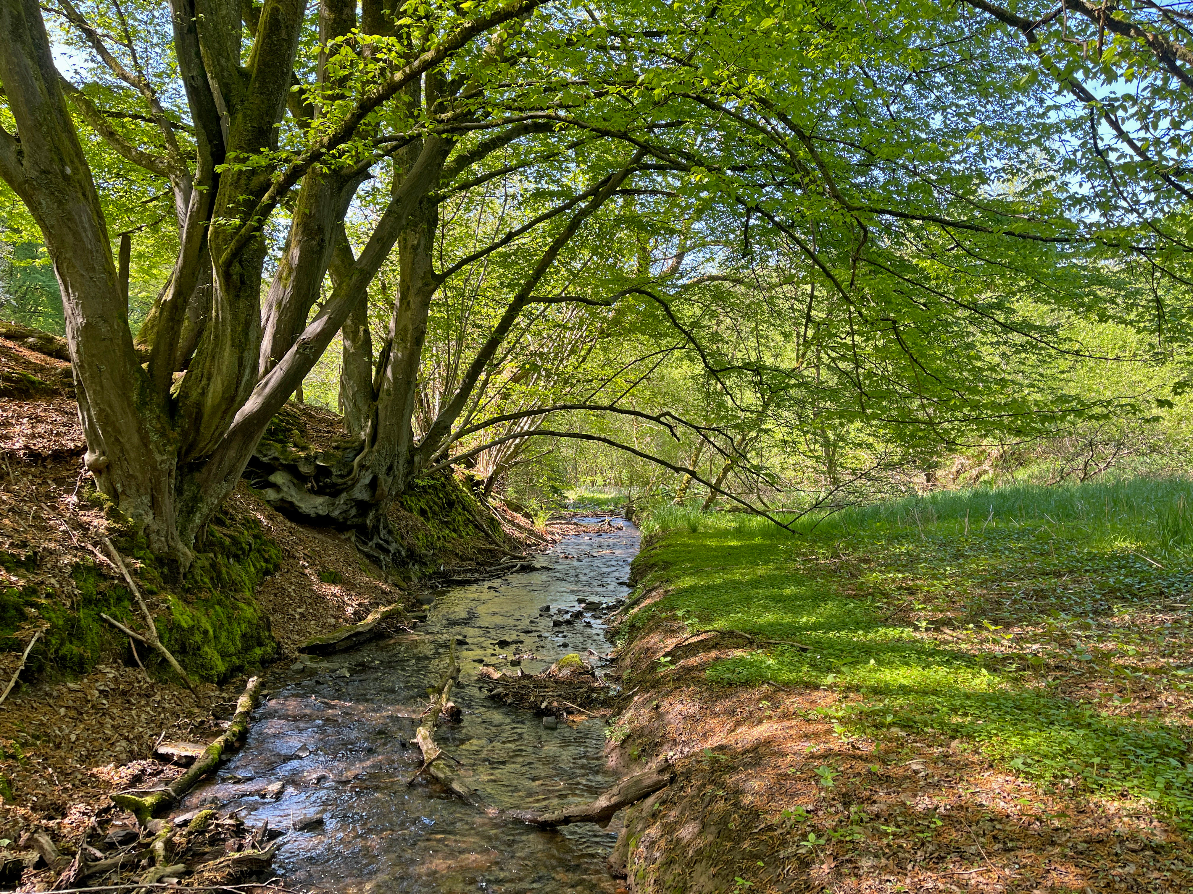 A small, shallow stream flowing through a shaded woodland valley with green trees overhead and grassy banks on a bright day.