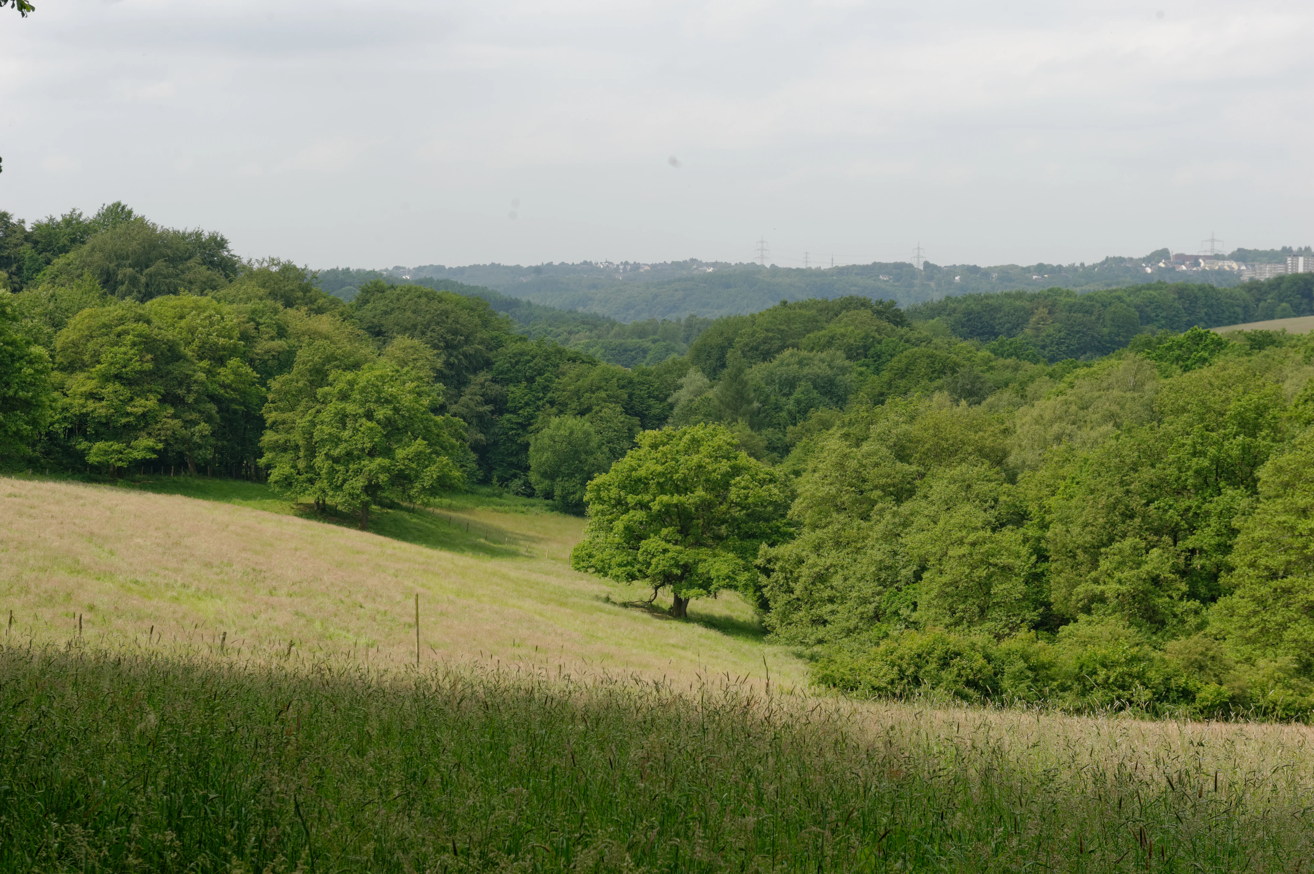 A green, rolling meadow landscape transitions into dense forest under a soft, overcast sky.