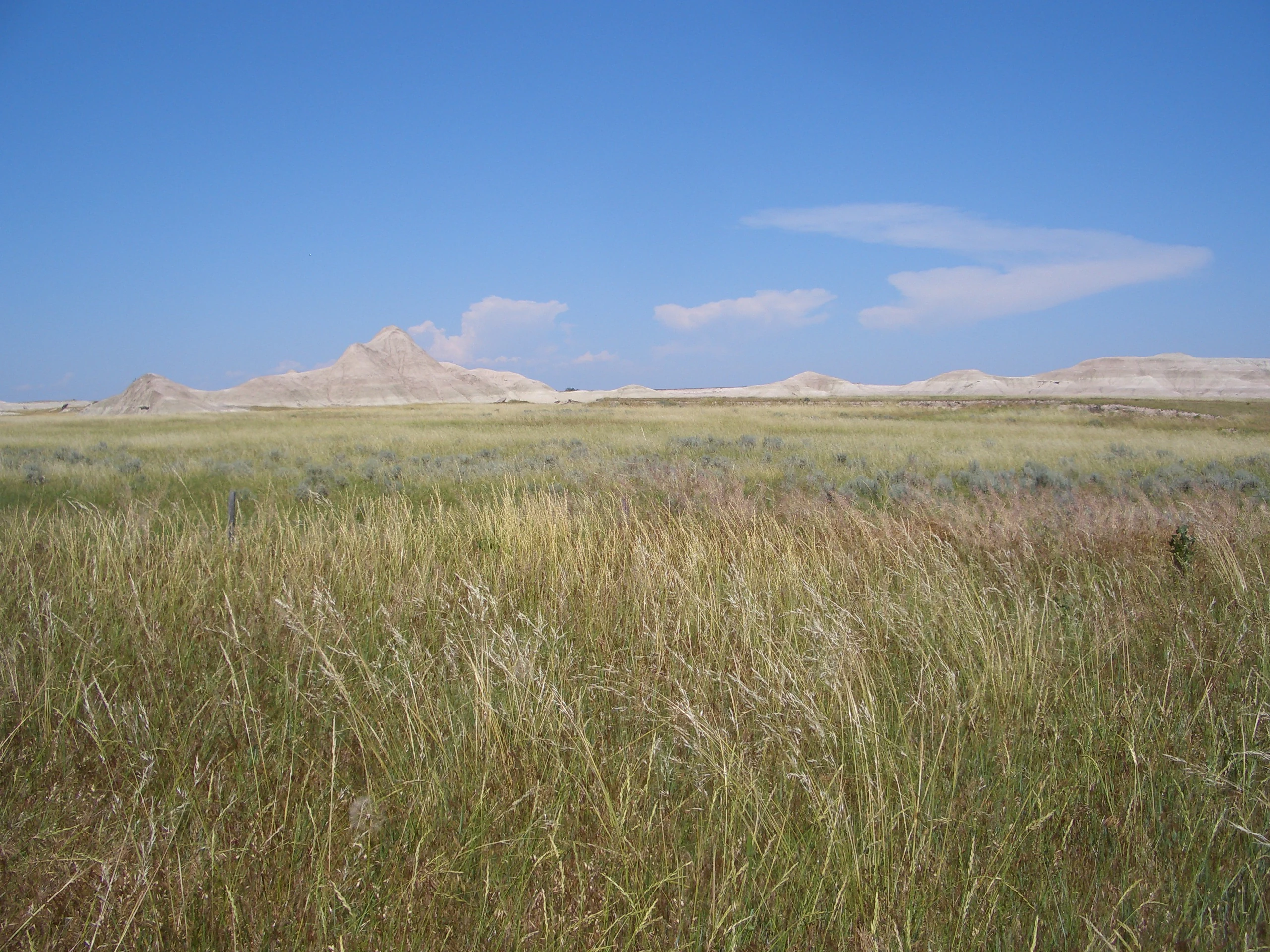 A vast expanse of golden and green tall grasses under a clear blue sky, with arid, light-colored rocky badlands in the distance.