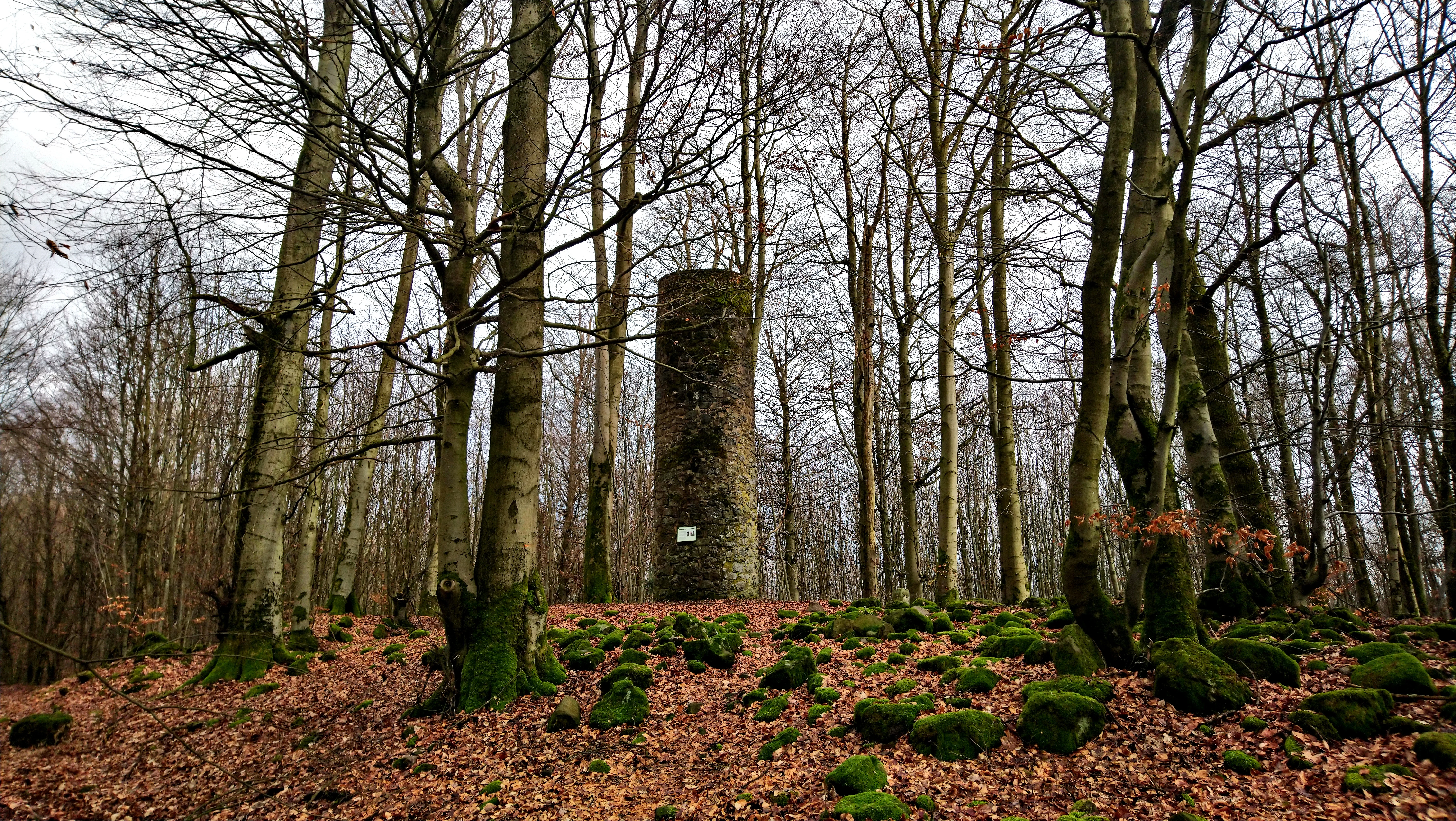 A stone observation tower rises among tall bare deciduous trees in a forest, with mossy rocks and autumn leaves covering the forest floor.