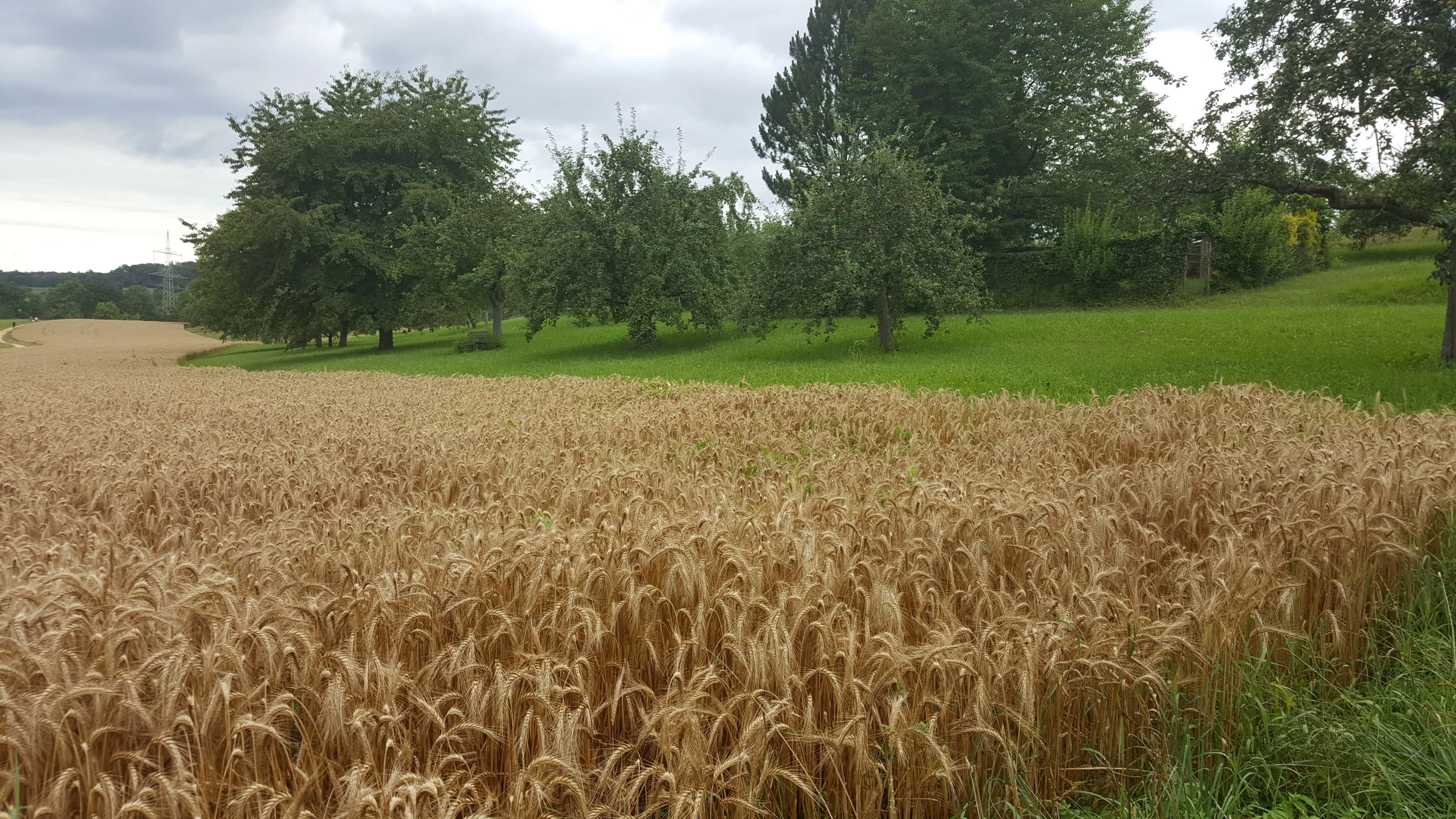 A golden wheat field in the foreground transitions into a green meadow with scattered orchard trees under a cloudy sky.
