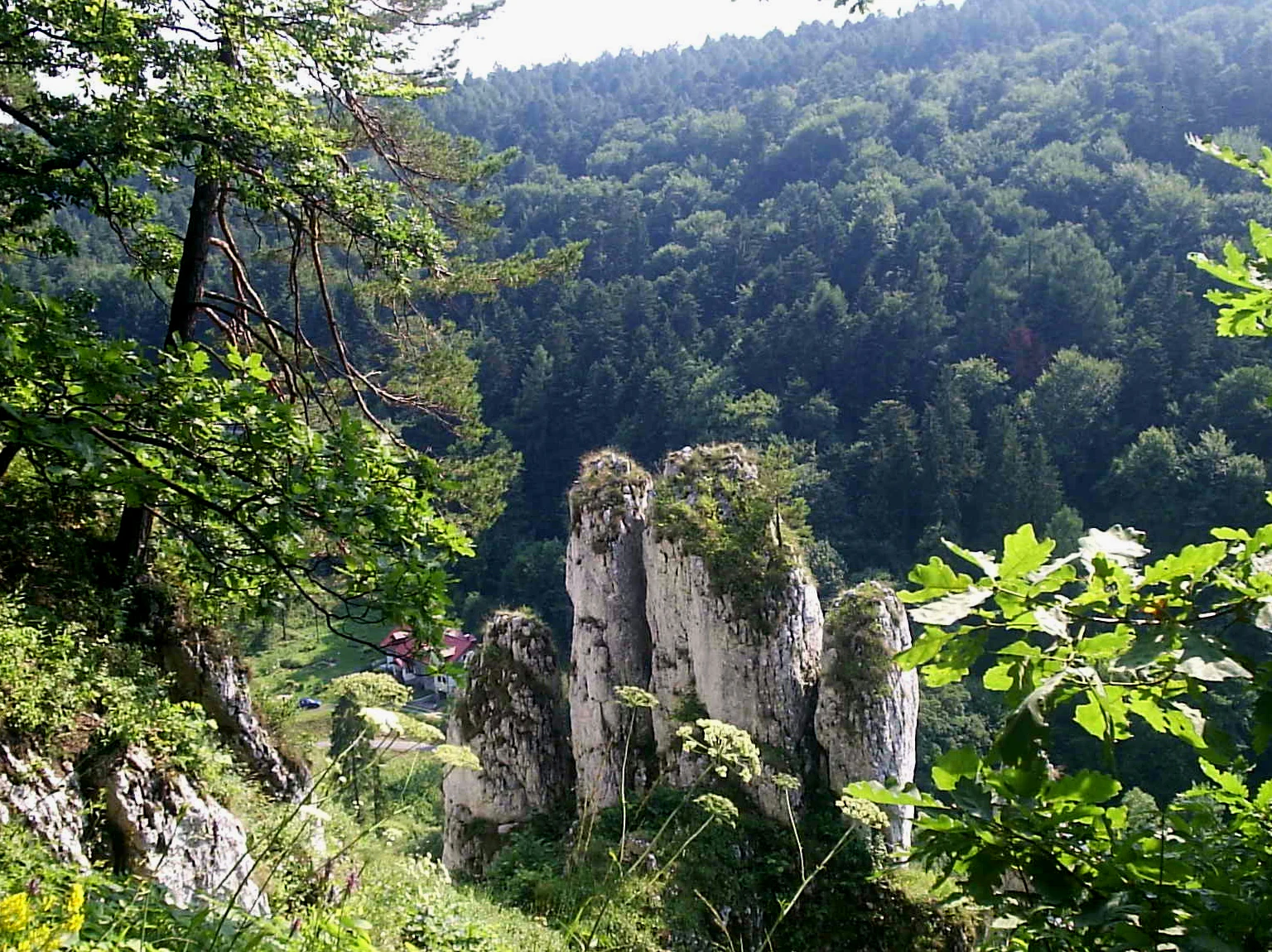 Limestone rock formations surrounded by dense forest in Ojców National Park.
