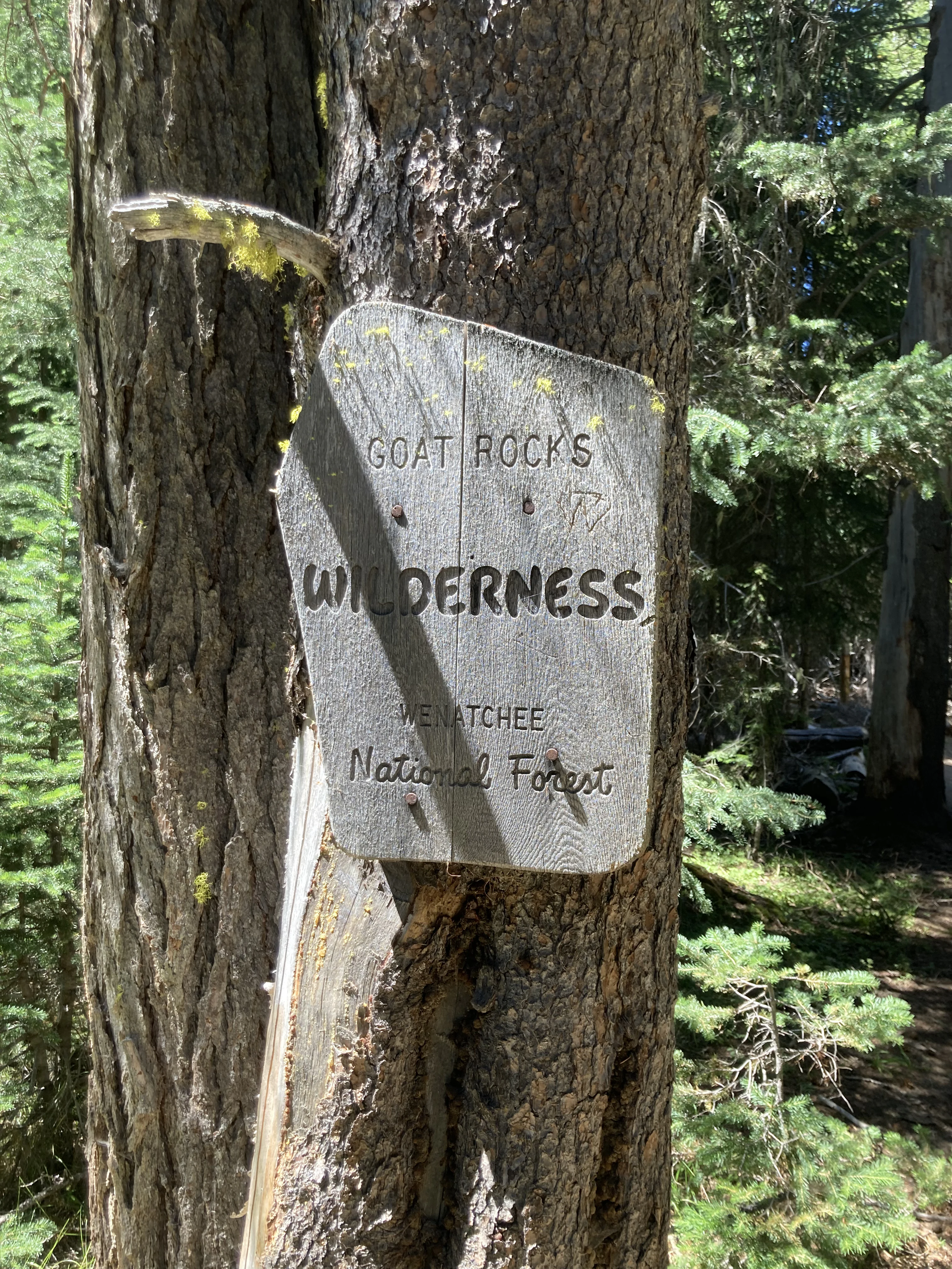 A wooden sign attached to a tree trunk reading "Goat Rocks Wilderness" and "Wenatchee National Forest" in a sunlit forest setting.