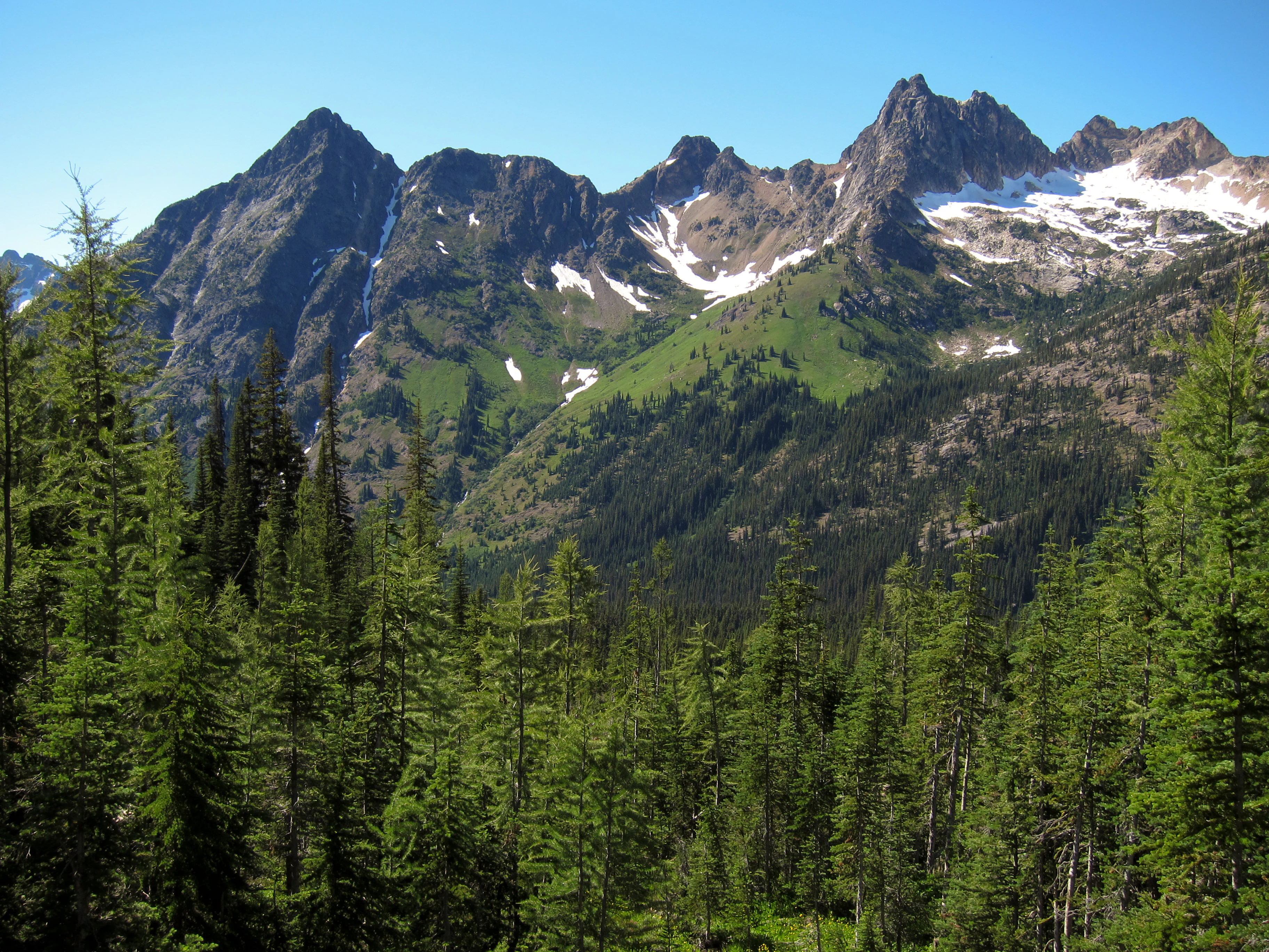Snow-capped rocky mountain peaks rising above a dense green coniferous forest under a clear blue sky.