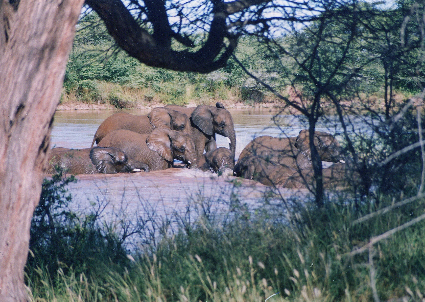 A group of African elephants standing in and drinking from a muddy waterhole, framed by trees in the foreground.