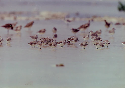 A large flock of small sandpiper birds wading and foraging in shallow water on a tidal flat.