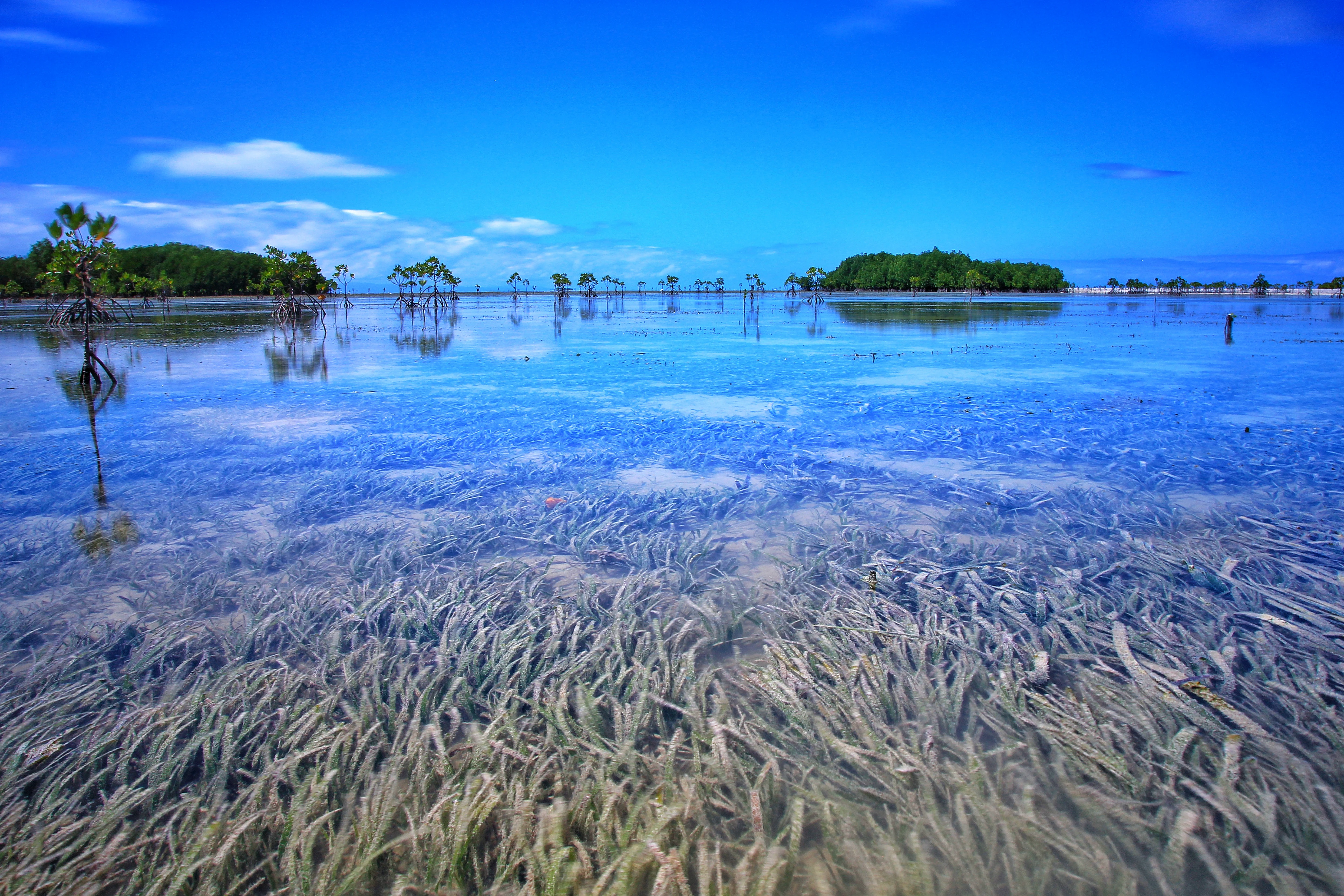 A wide angle view of a shallow wetland area with clear water over seagrass beds, reflecting a blue sky, with scattered mangrove trees in the distance.