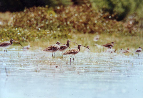 A group of Far Eastern Curlews, which are medium-sized wading birds with long, down-curved bills, standing and foraging in shallow water on a tidal flat, with grassy vegetation in the background.