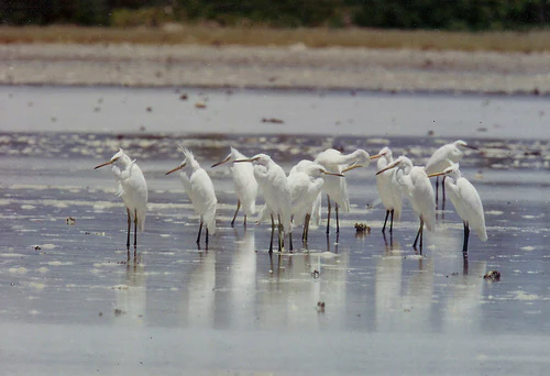 A flock of white egrets wading in shallow, reflective water at a tidal flat.