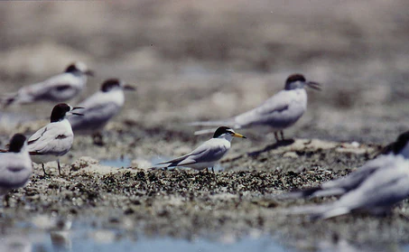 A group of terns with white bodies and black capped heads standing on a sandy and rocky tidal flat.