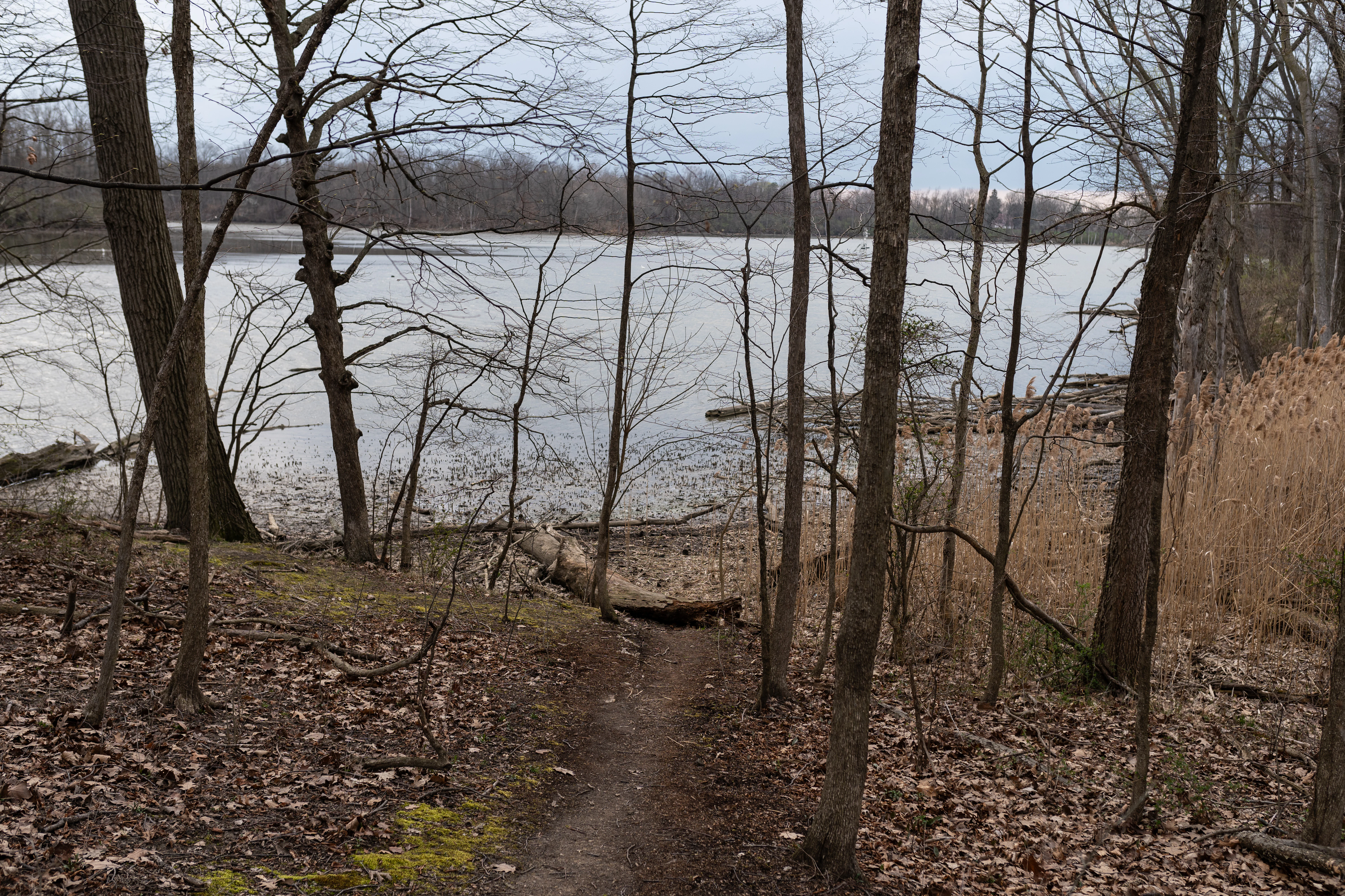 A dirt hiking trail leads from a forest floor with dry leaves toward the edge of a calm freshwater estuary under an overcast sky.