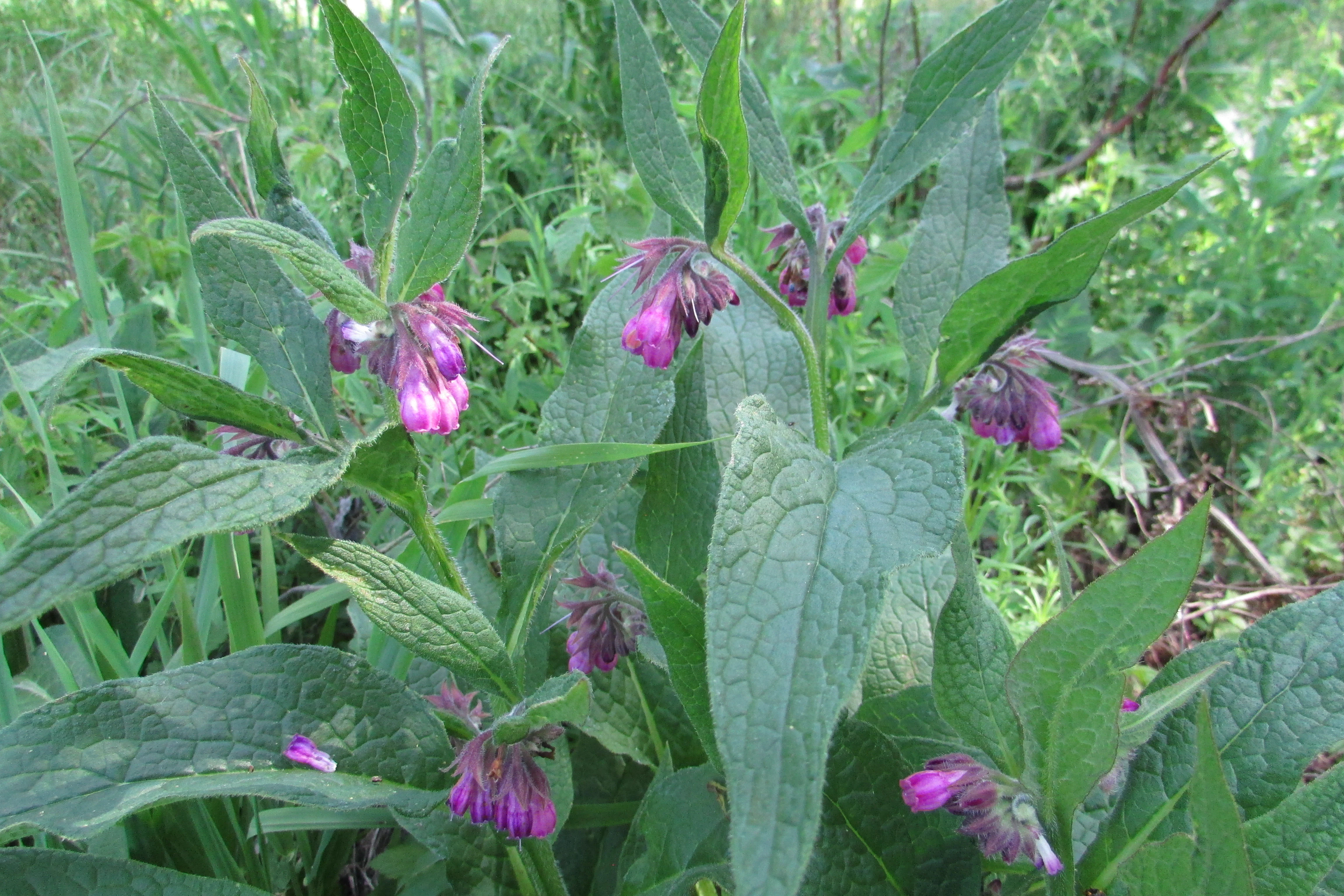 Common comfrey with purple flowers and large green leaves in a natural setting