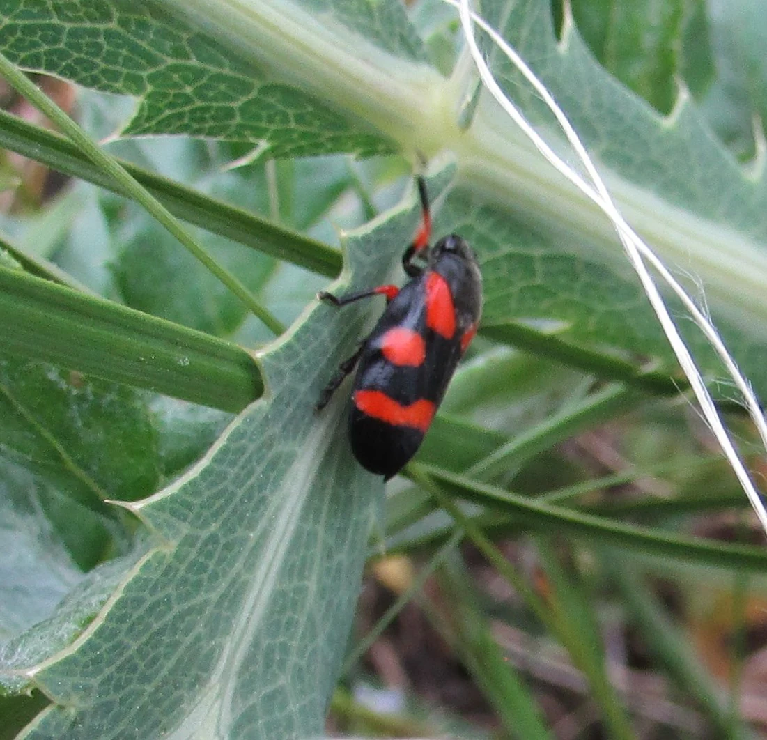 Black and red spotted insect resting on a green leaf with serrated edges