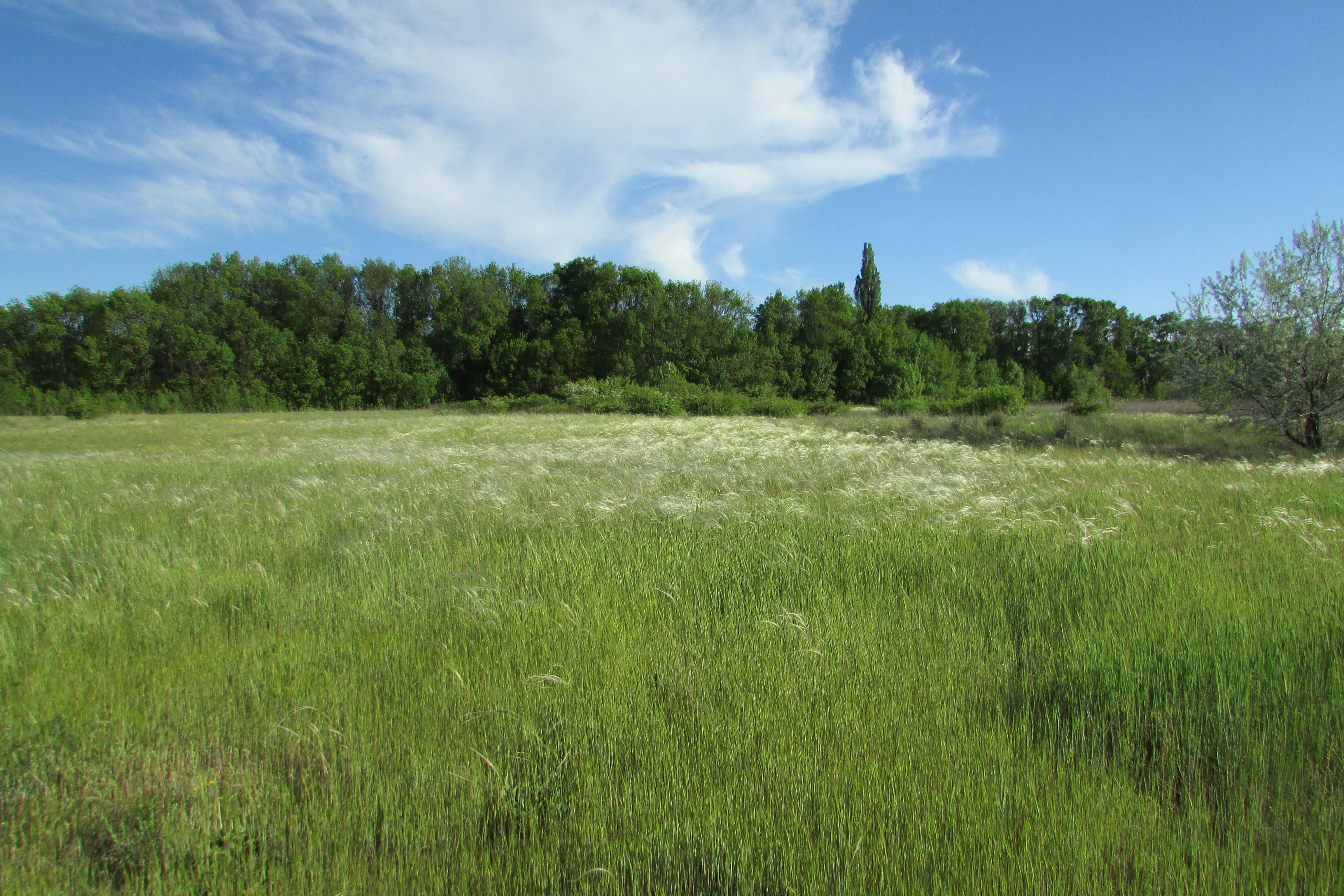 Green grassy field with white flowering feather grass and dense trees under a blue sky