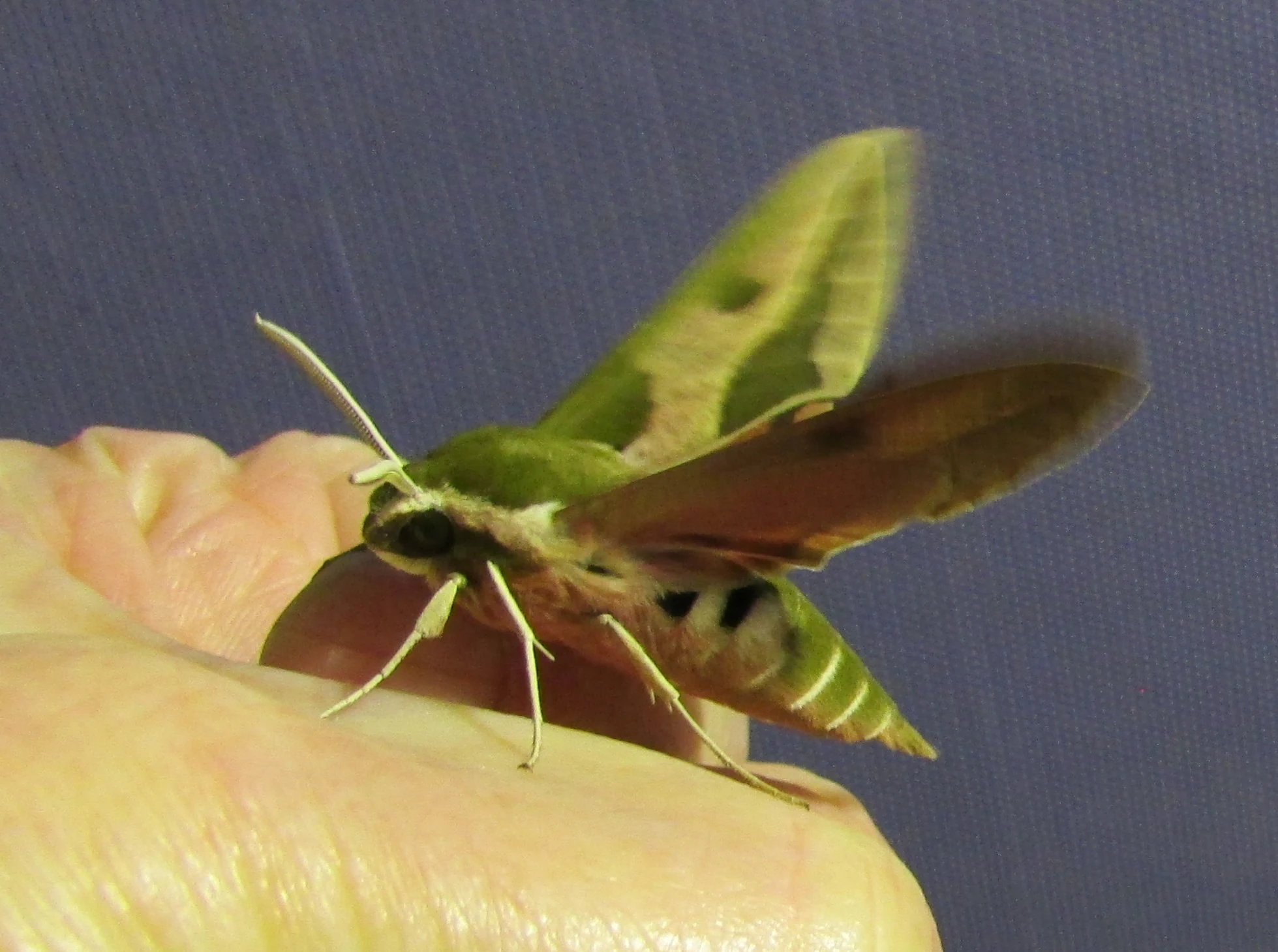 Green and brown moth with patterned wings resting on a person's hand
