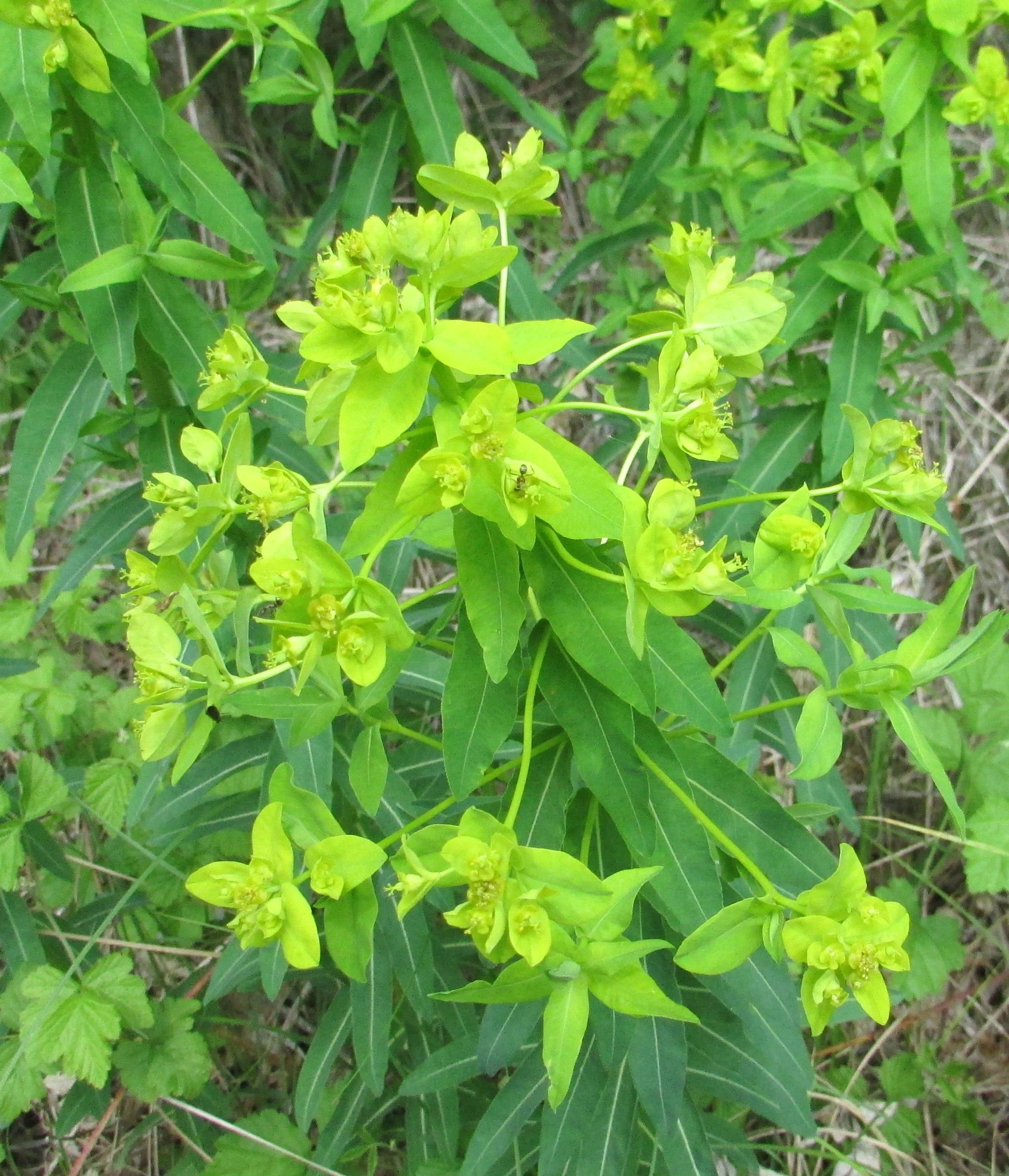 Close-up of green Euphorbia stepposa flowers with green leaves in Oleshky Sands National Nature Park