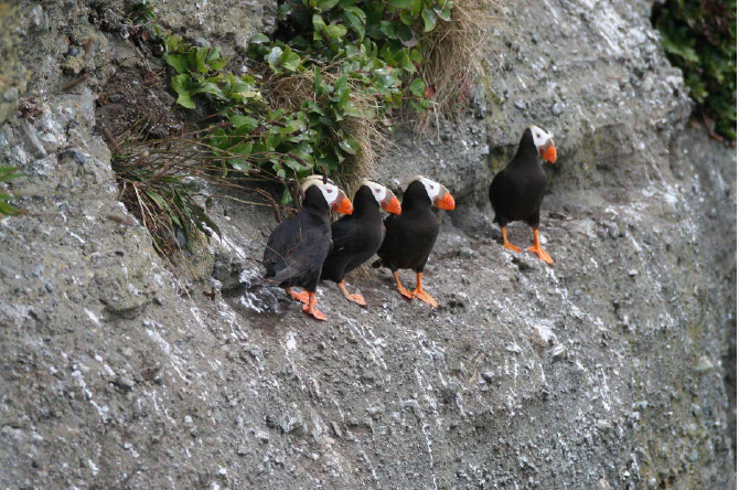 Four tufted puffins with black bodies, white face patches, and bright orange beaks standing on a rough gray rock ledge with sparse green vegetation.