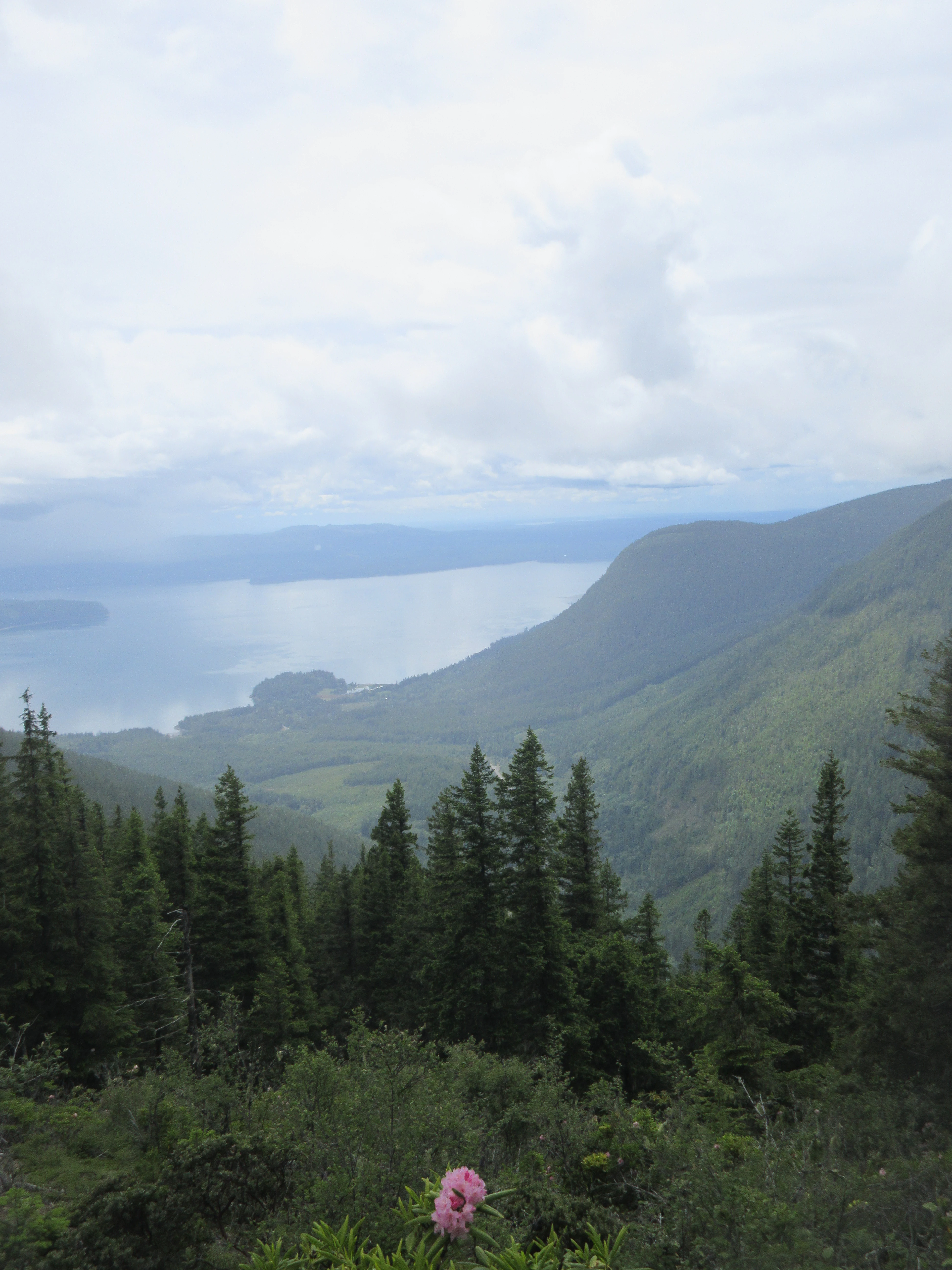 A high-angle view looking down from a mountain peak over a dense evergreen forest with a large body of water in the distance under an overcast sky, with a pink rhododendron flower in the foreground.