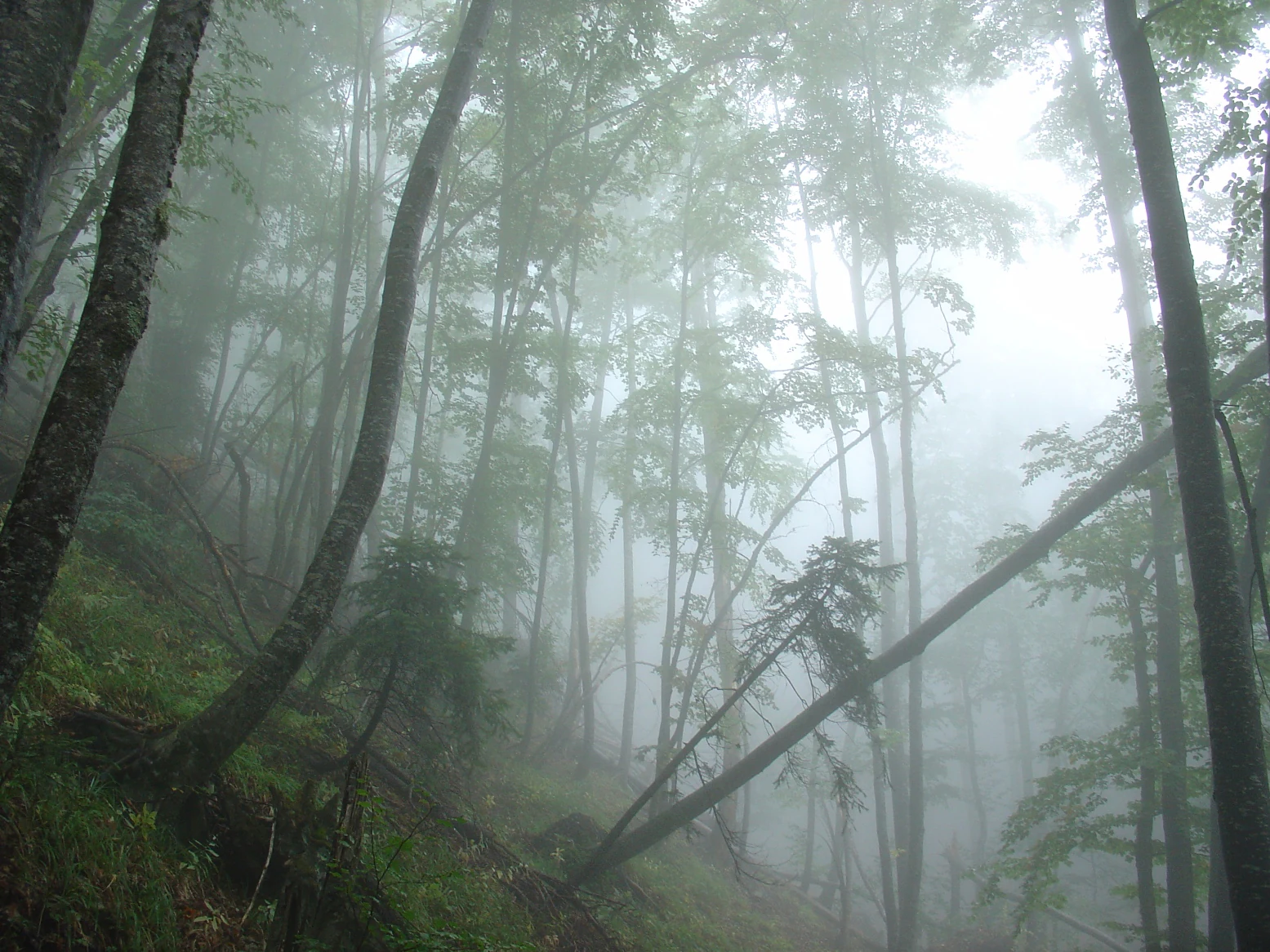 Dense forest trees with tall, slender trunks on a sloped hillside, obscured by thick white fog.