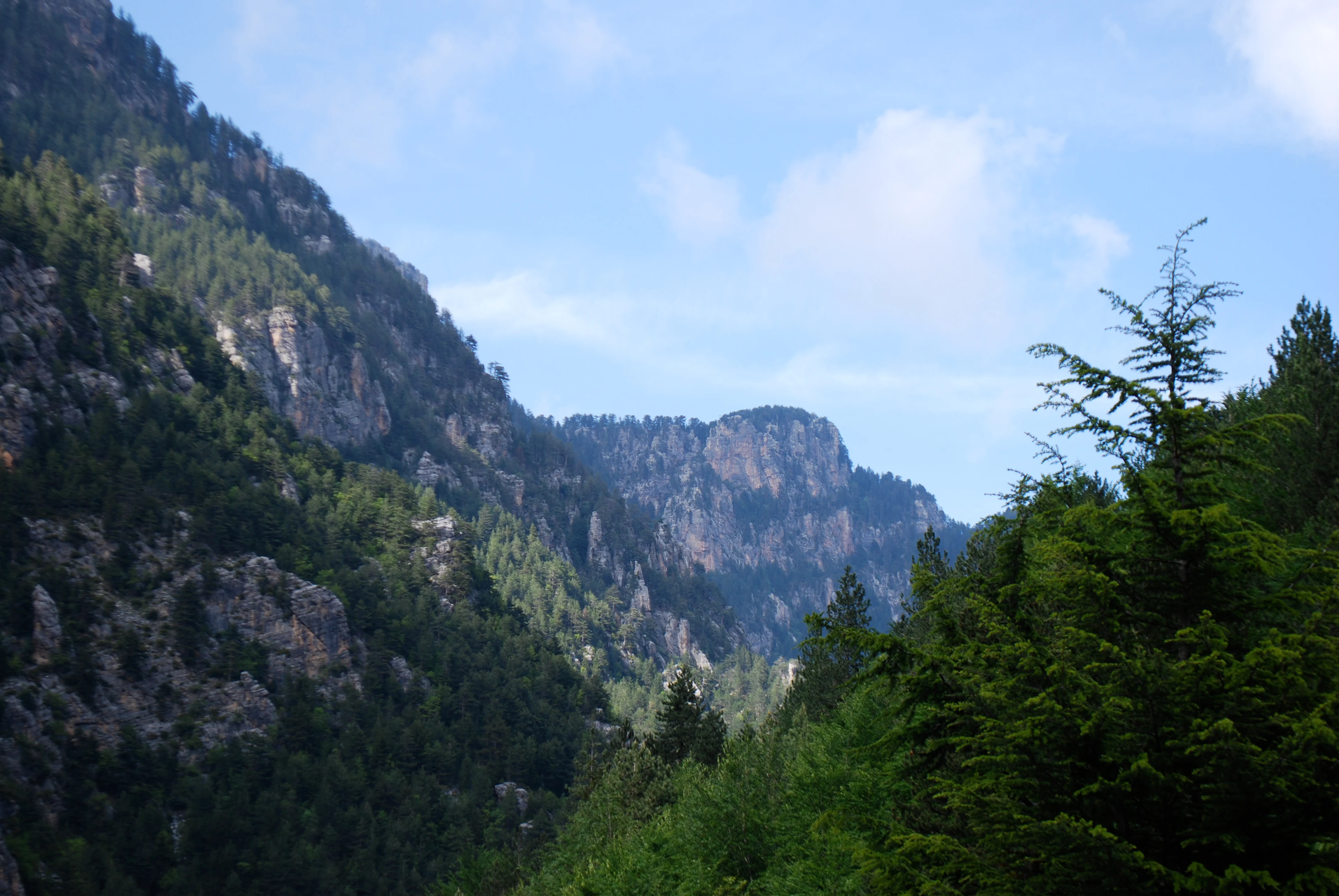 A wide view of steep, rocky mountainsides densely covered in pine forests under a bright sky.