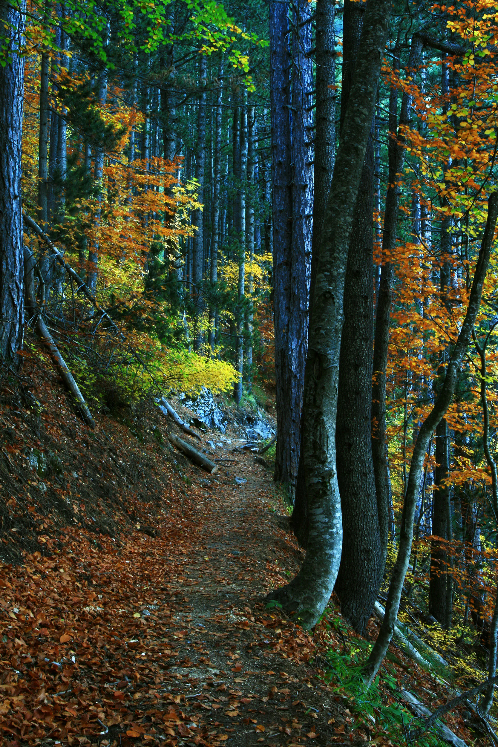 A narrow hiking trail leads through a dense, sun-dappled forest with tall pine and deciduous trees displaying autumn foliage in shades of orange, yellow, and deep green.
