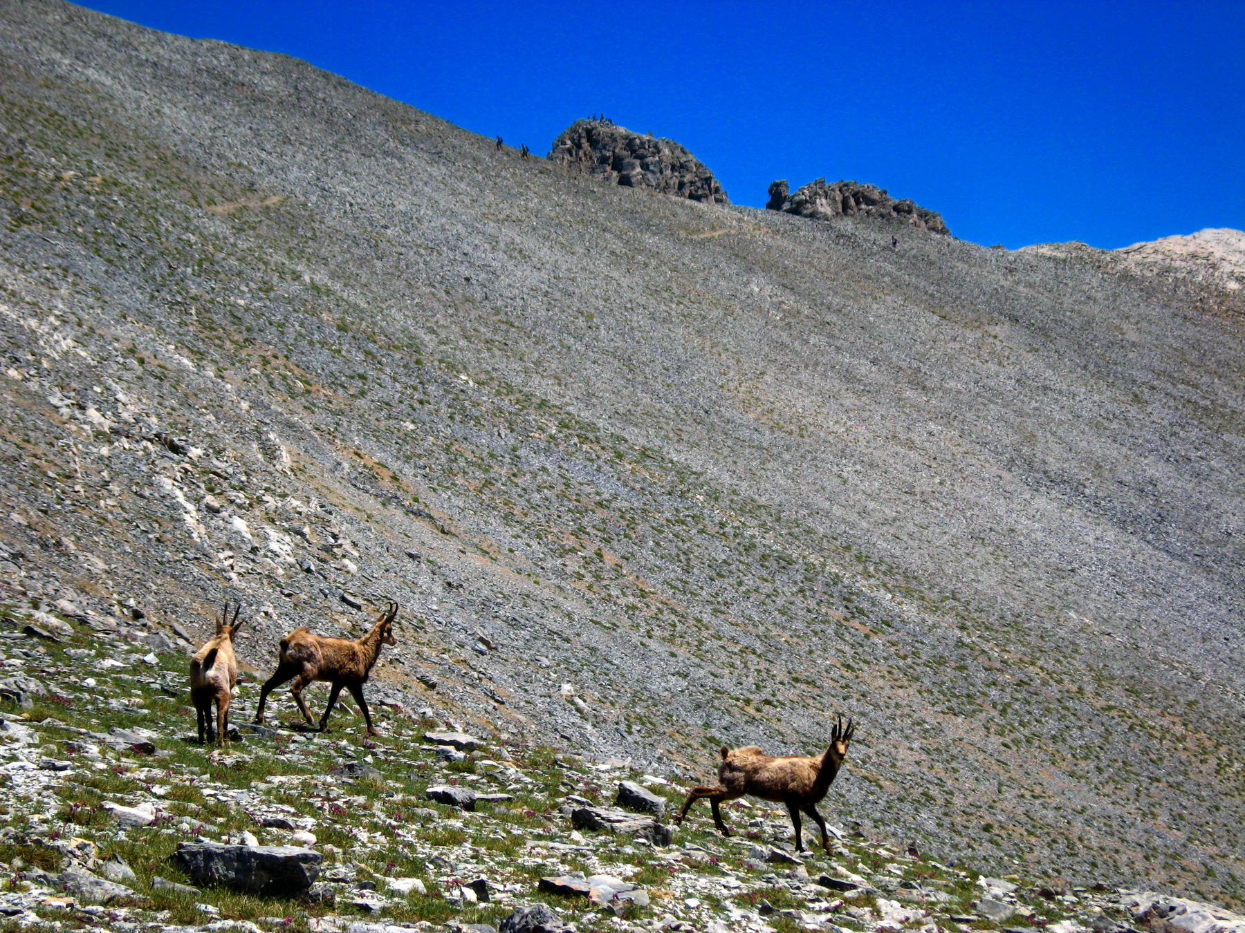 Three Balkan chamois standing on a steep, rocky, sparsely vegetated mountain slope under a clear blue sky.