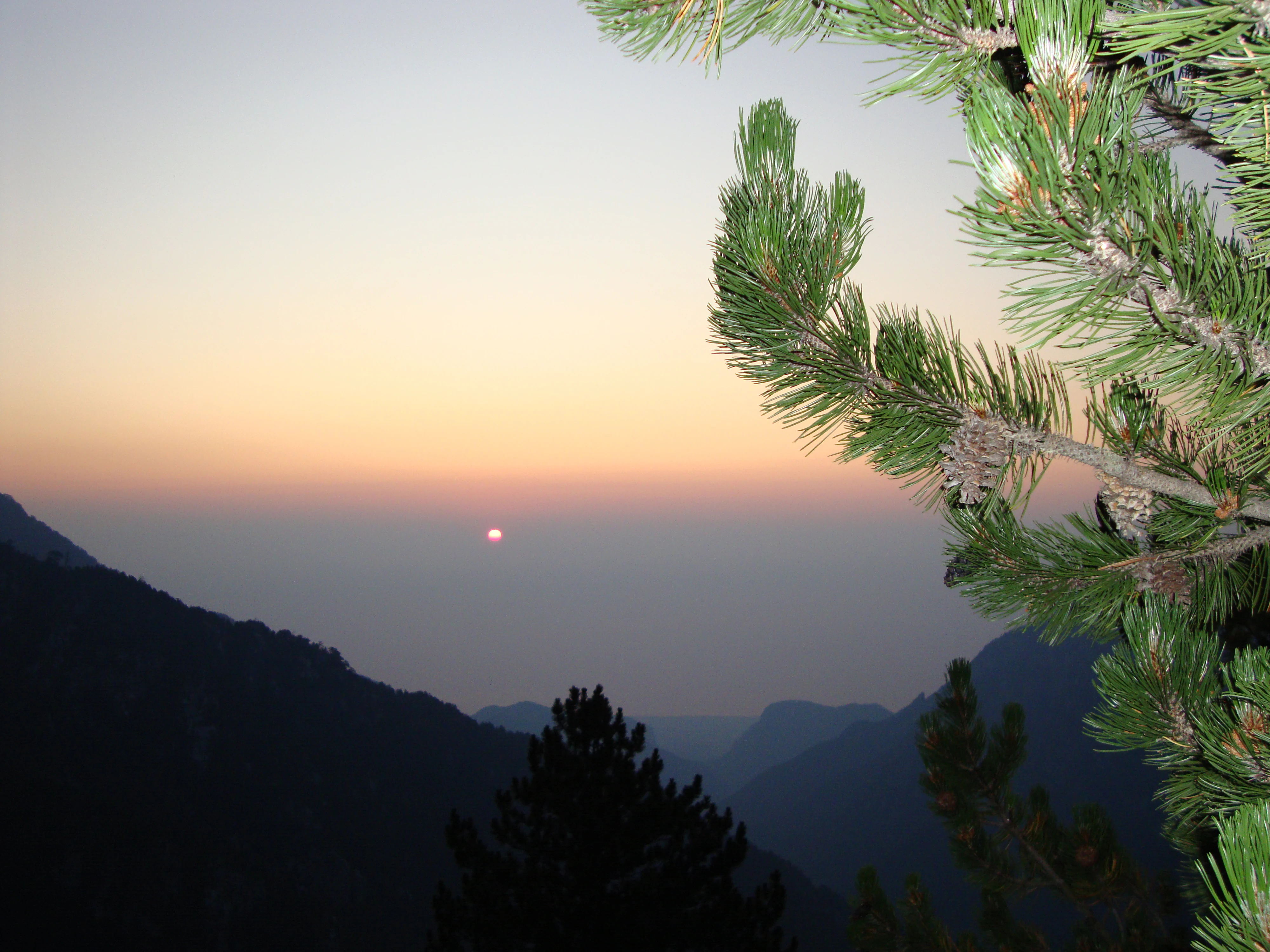 A sunrise view over a mountainous landscape with pine branches in the foreground.