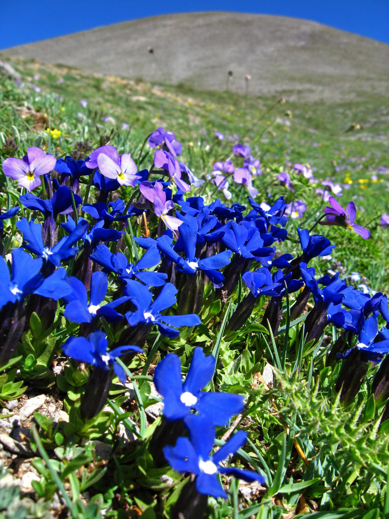 A close-up view of bright blue Gentiana flowers and smaller purple flowers growing in a grassy alpine meadow with a blurred mountain slope in the background.