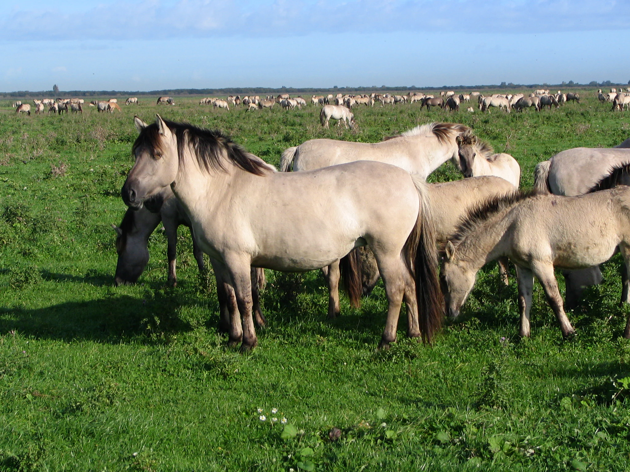 A group of light brown Konik horses with dark manes standing and grazing in a green, open field with a large herd visible in the background.