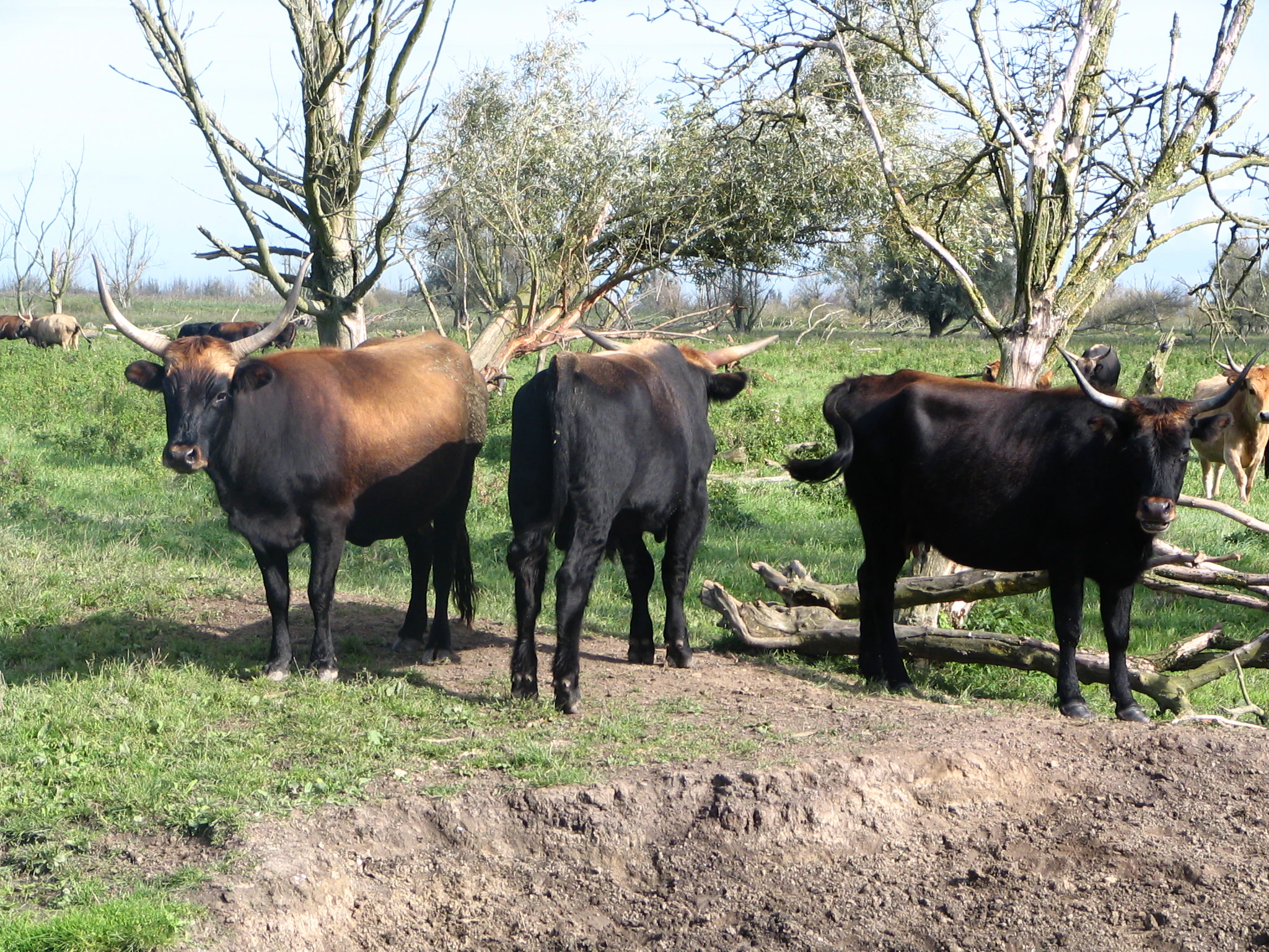 Three dark-coated Heck cattle standing in a grassy meadow with bare trees in the background.
