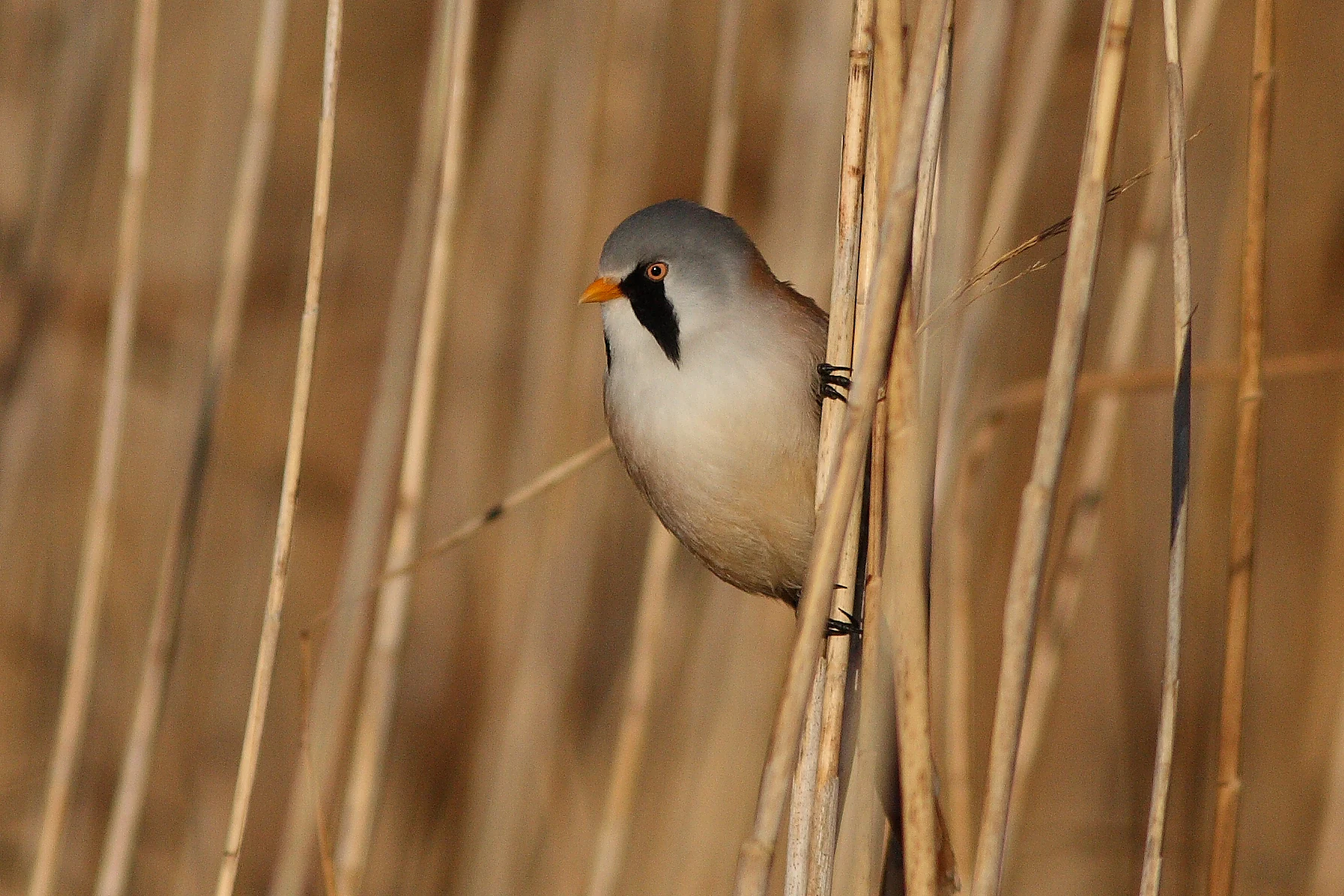 A male Bearded Reedling with a grey head, distinctive black mustache markings, and orange beak, perched vertically on reed stems.