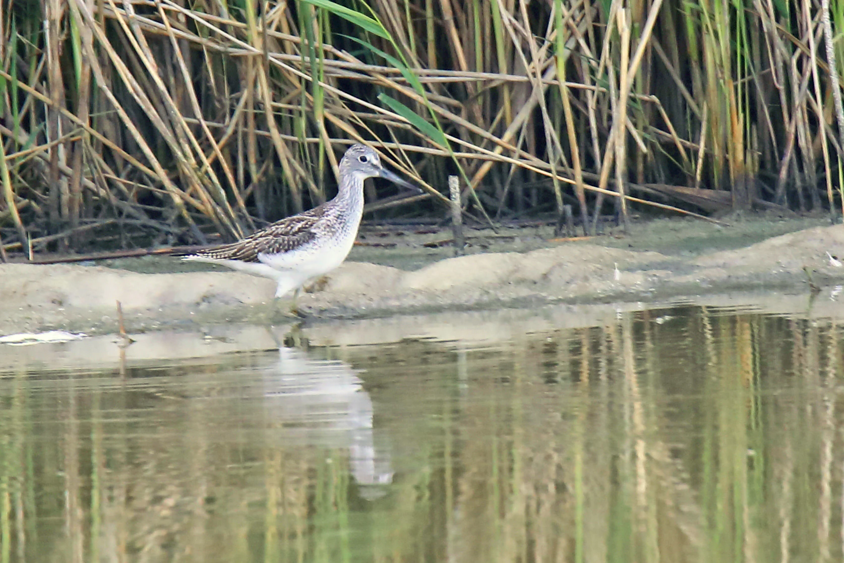 A small wader bird, likely a sandpiper, standing on a muddy bank near tall reeds with its reflection visible in the calm water.