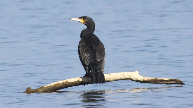 A black cormorant bird standing on a partially submerged branch in calm blue water.