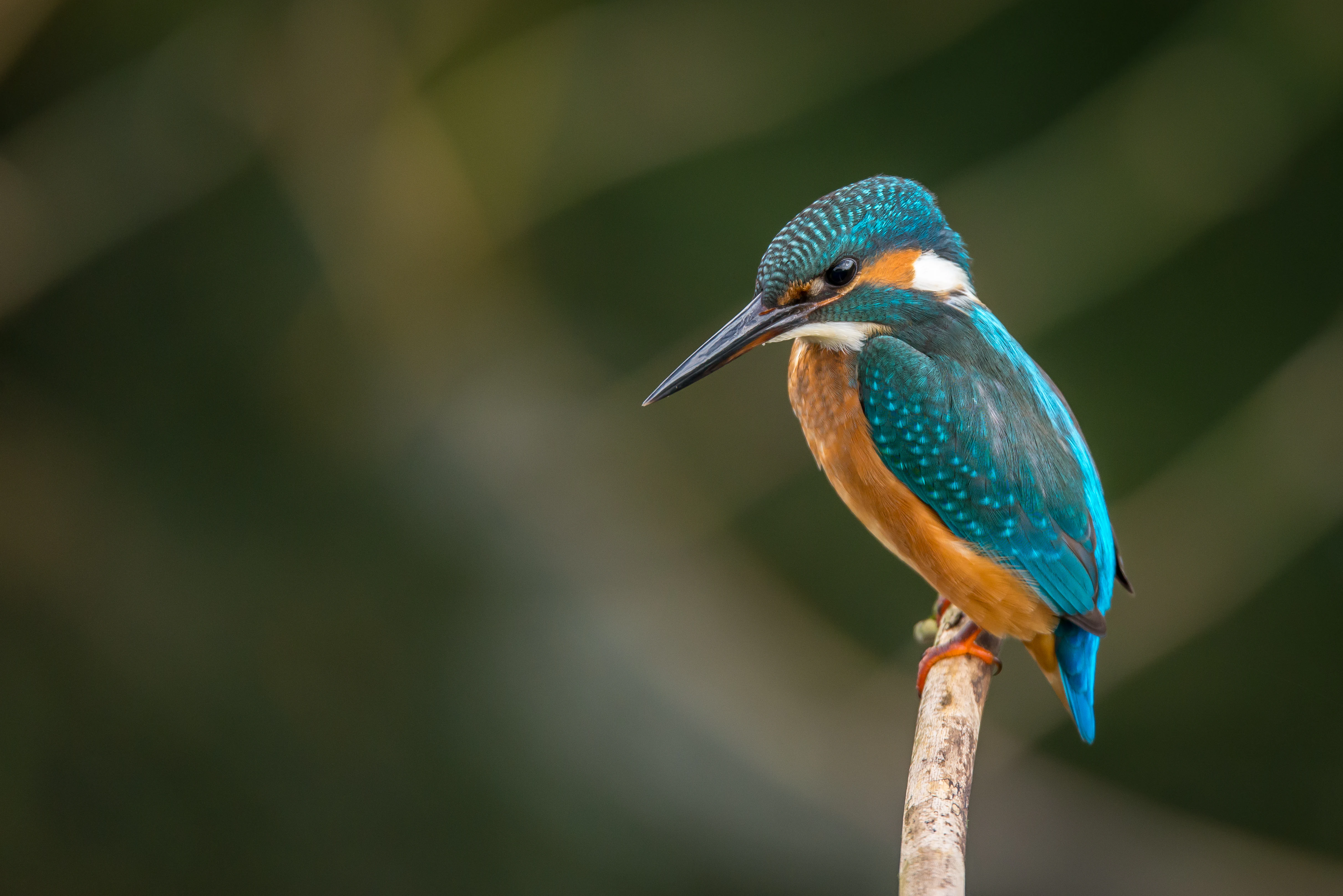 A close up profile shot of a common kingfisher with bright blue feathers on its back and a rusty orange chest, perched on a thin vertical wooden branch against a blurred green background.