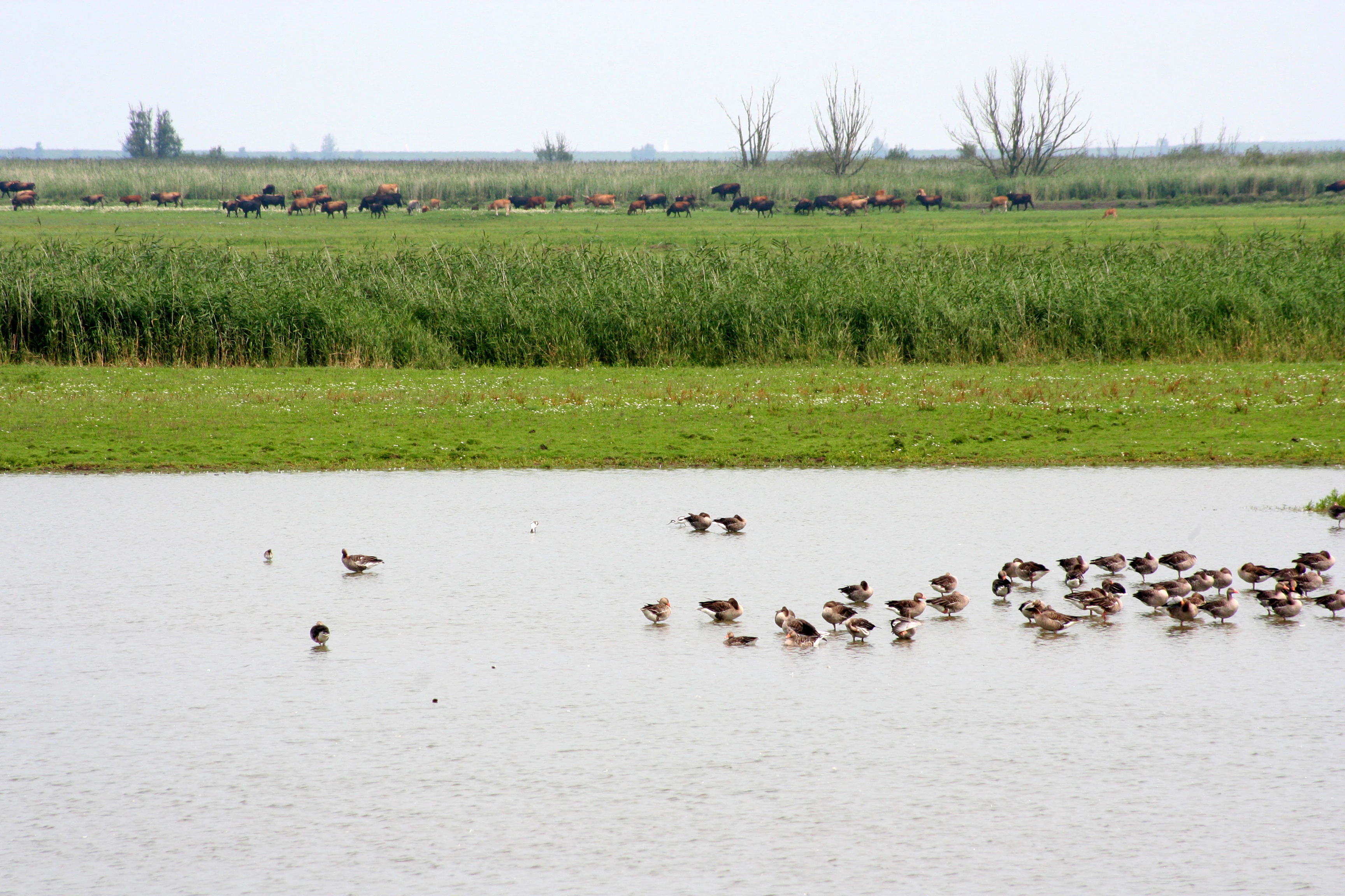A wide view of a shallow wetland area in the Netherlands with a large flock of geese swimming and wading in the water, and a field of grass with grazing animals in the distance.